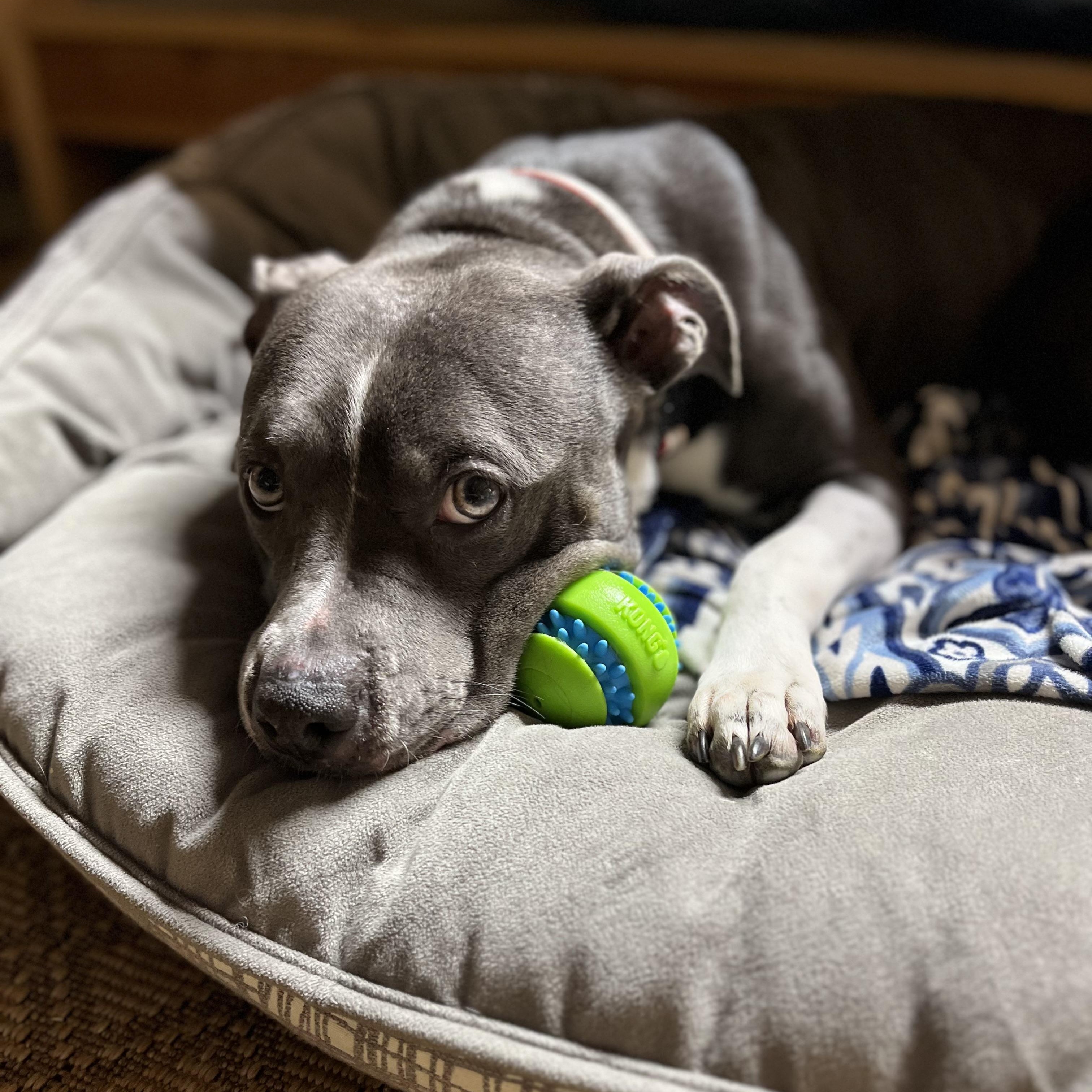 Enlarge Bunny, a ADOPTABLE mixed breed in Pilot Point, TX image 1/5