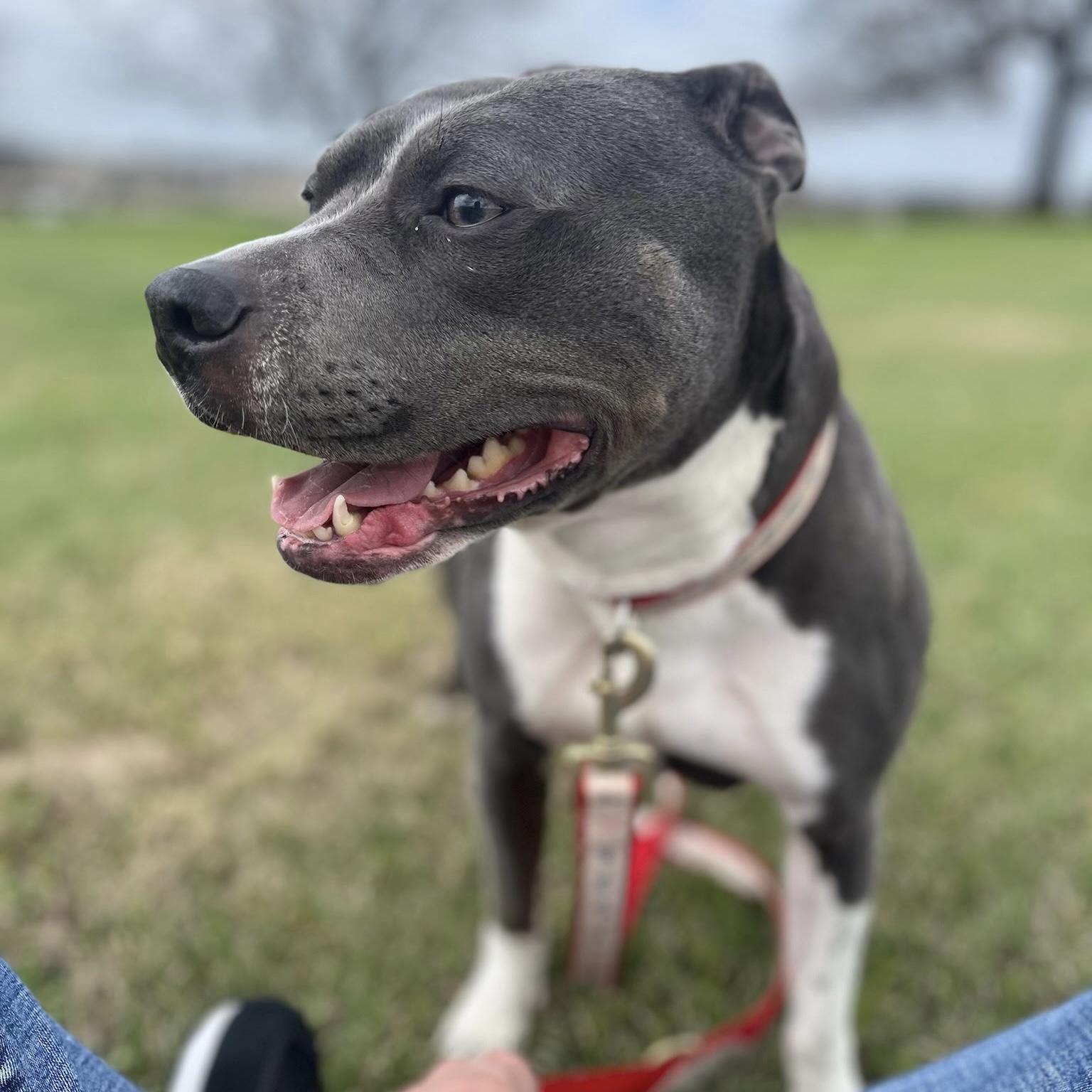 Enlarge Bunny, a ADOPTABLE mixed breed in Pilot Point, TX image 4/5