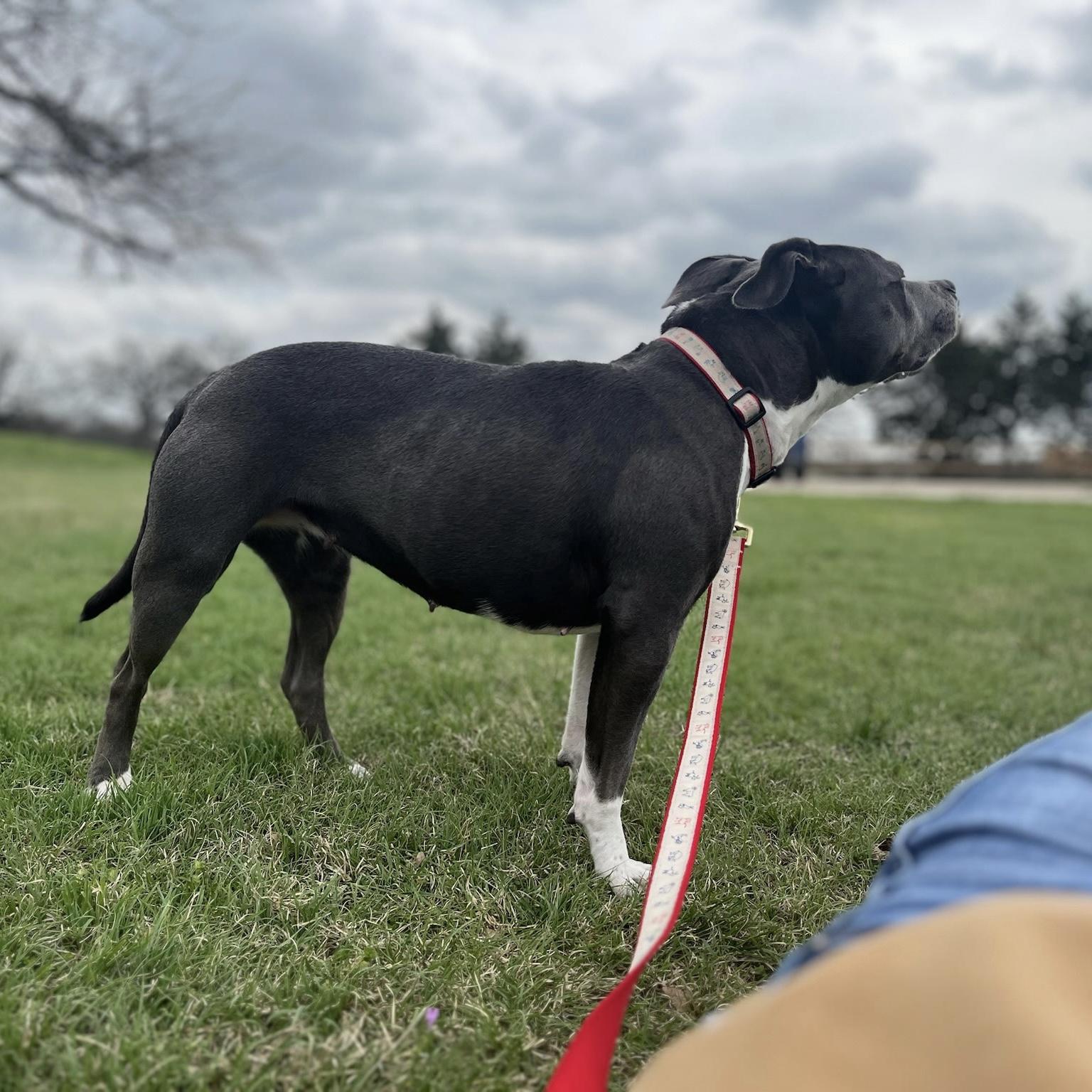 Enlarge Bunny, a ADOPTABLE mixed breed in Pilot Point, TX image 3/5