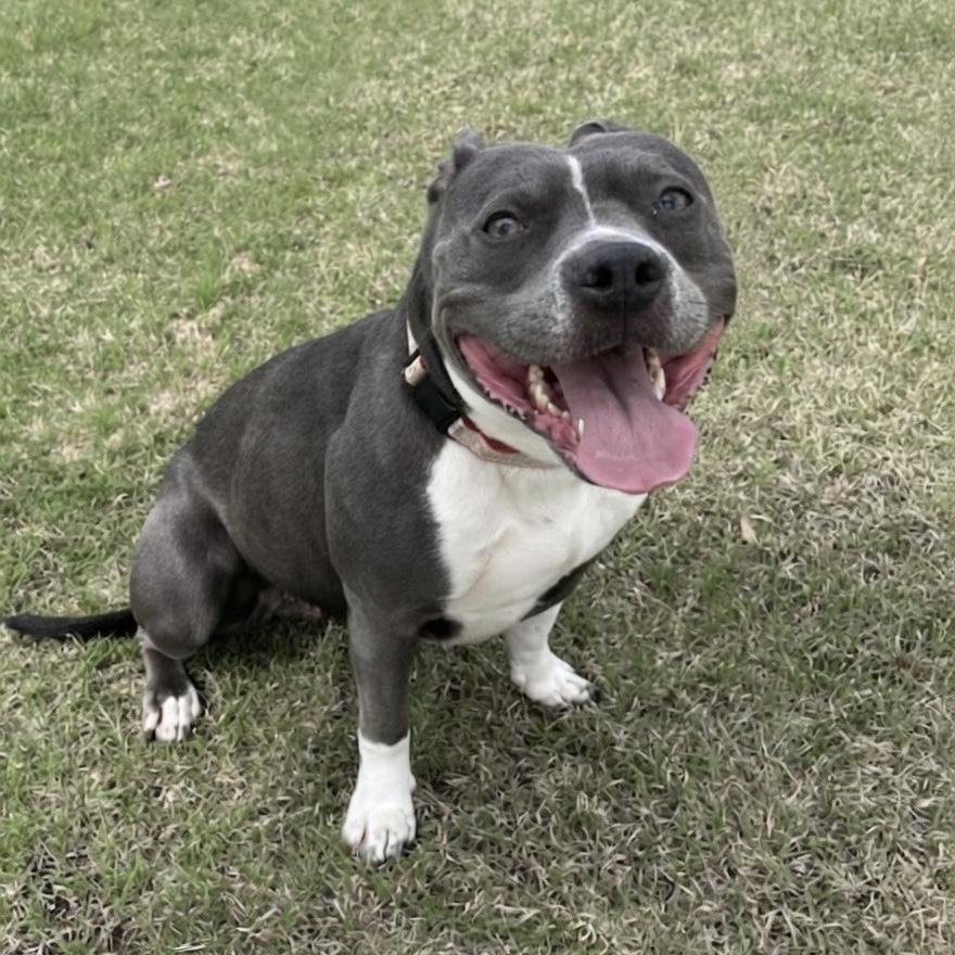 Enlarge Bunny, a ADOPTABLE mixed breed in Pilot Point, TX image 2/5