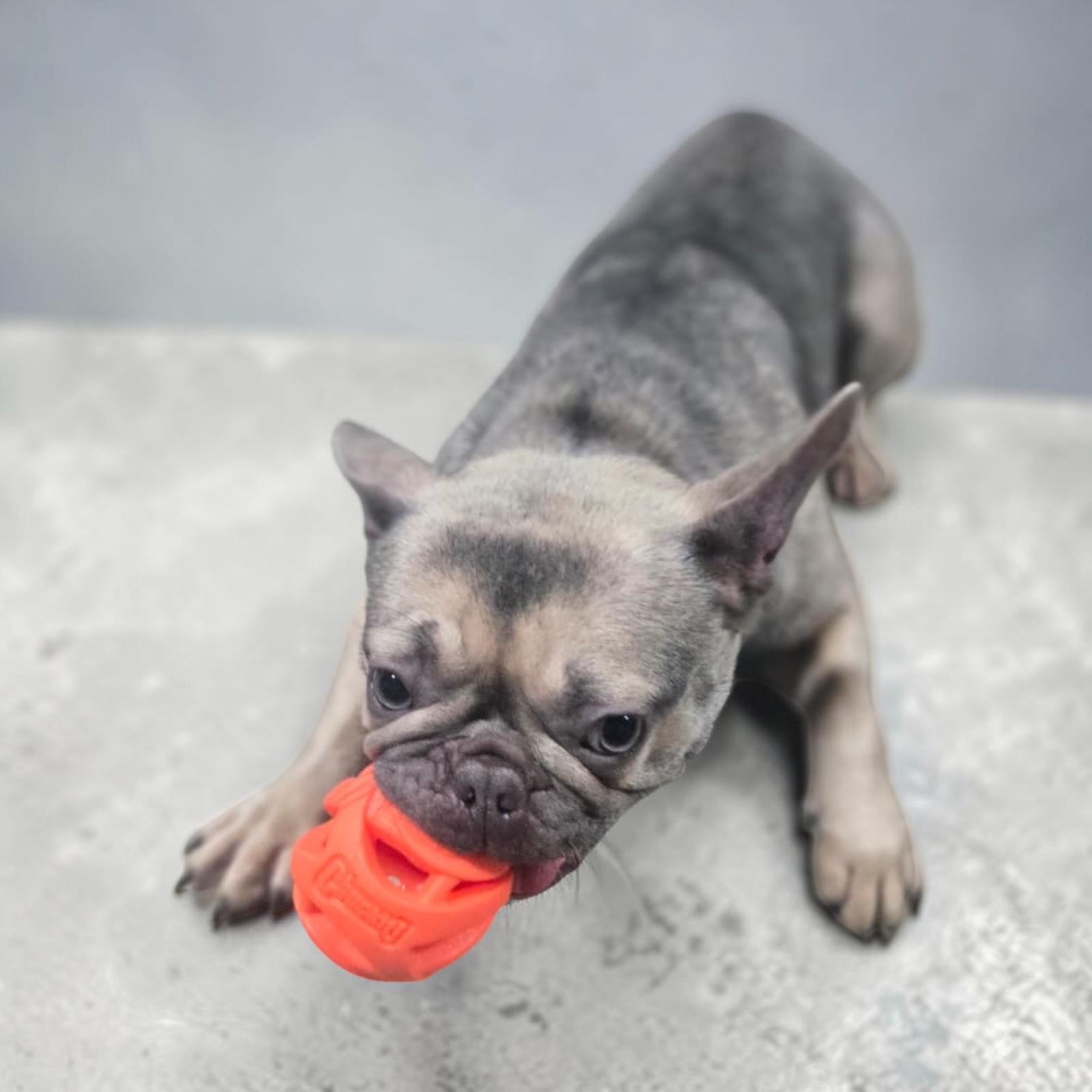 Kiara, ADOPTABLE, Adult Female French Bulldog.