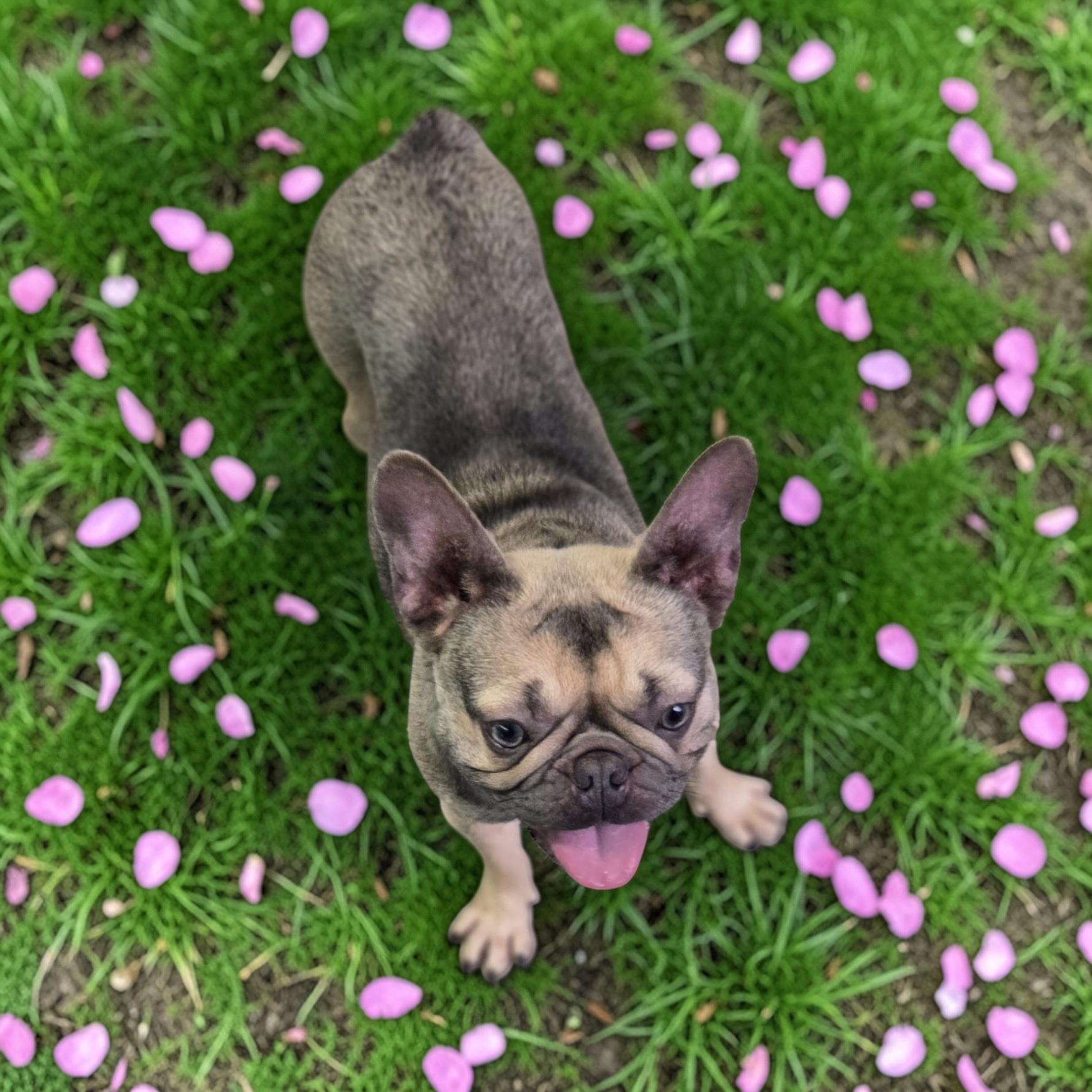 Enlarge Kiara, a ADOPTABLE French Bulldog in Homosassa Springs, FL image 2/3