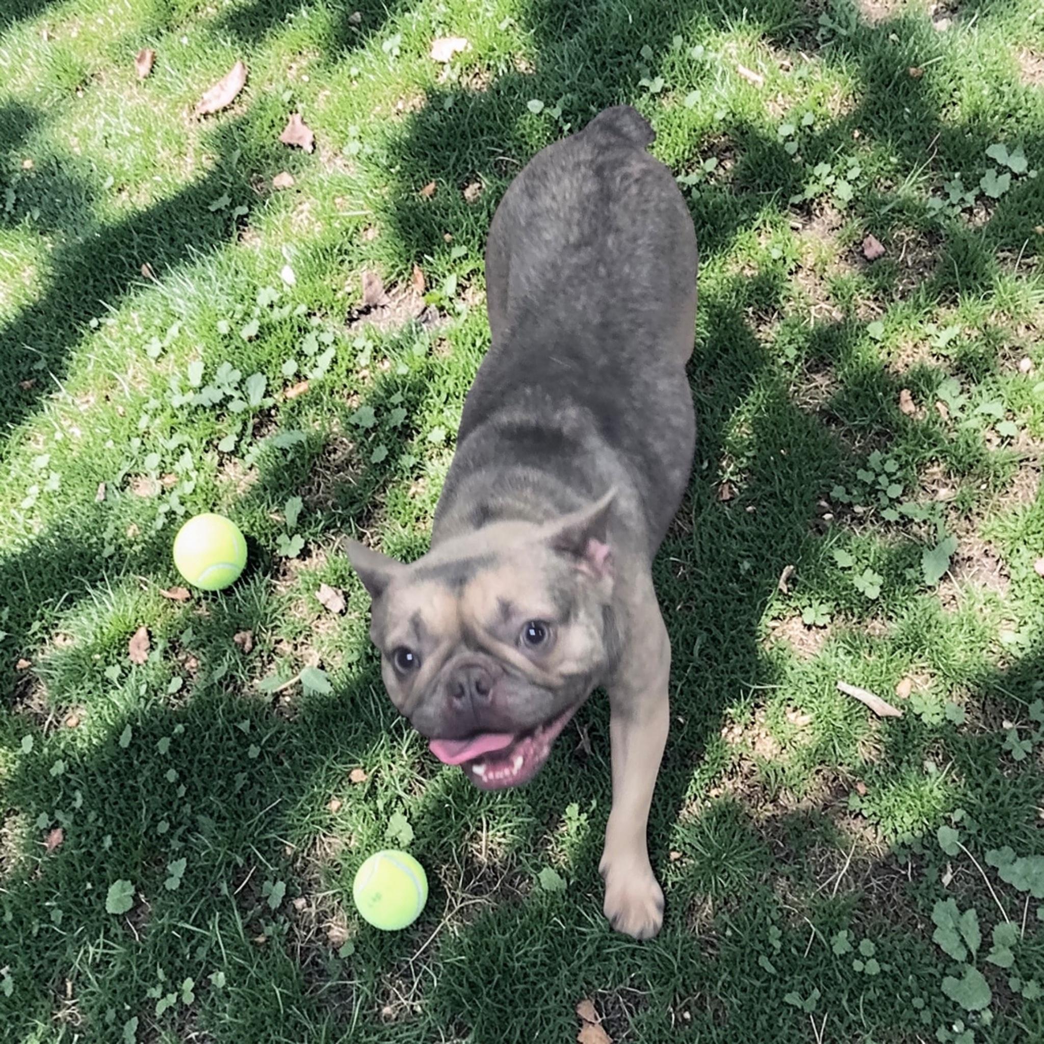 Enlarge Kiara, a ADOPTABLE French Bulldog in Homosassa Springs, FL image 3/3