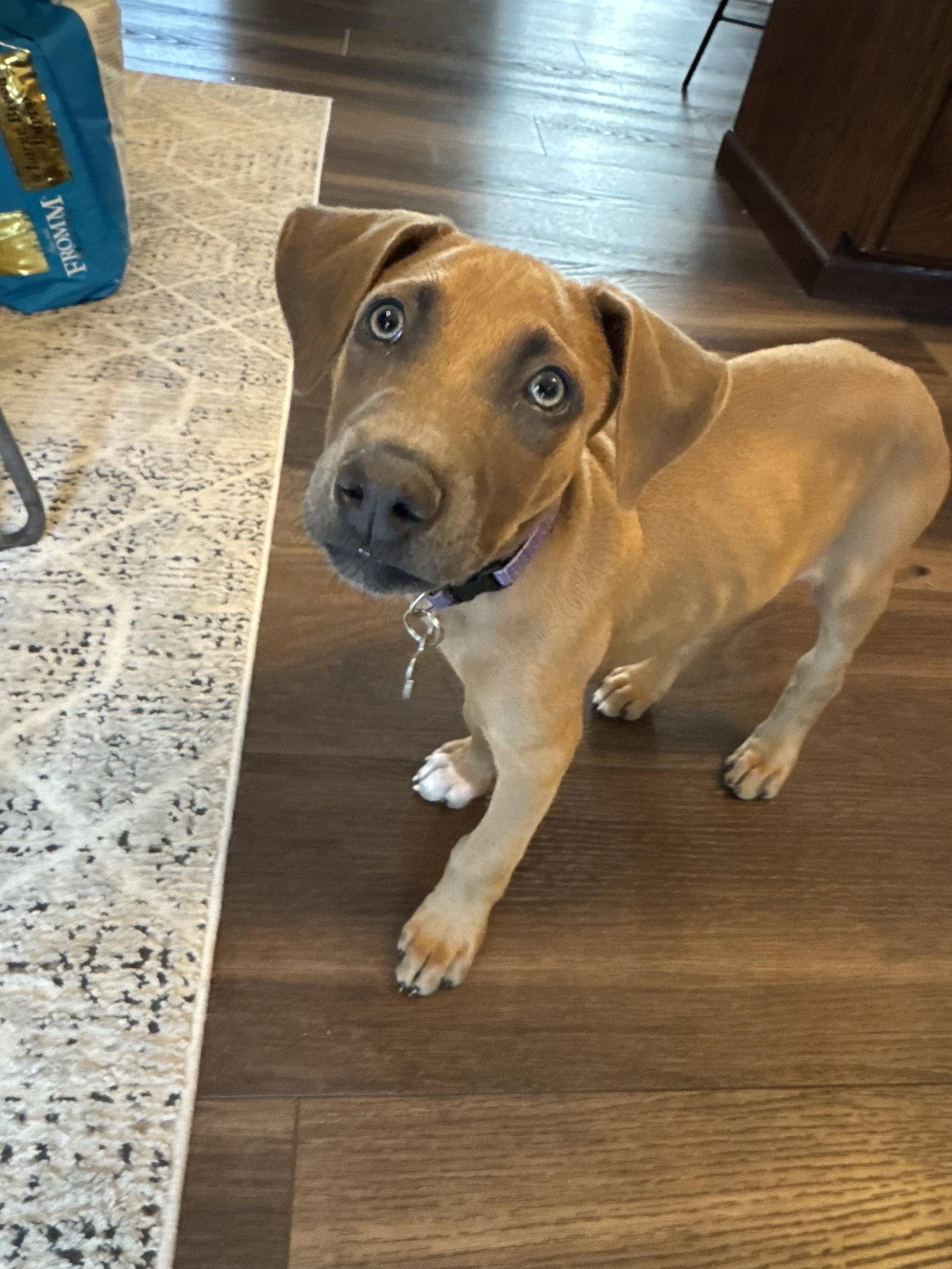 Drekker, Adoptable, Puppy Male Doberman Pinscher.