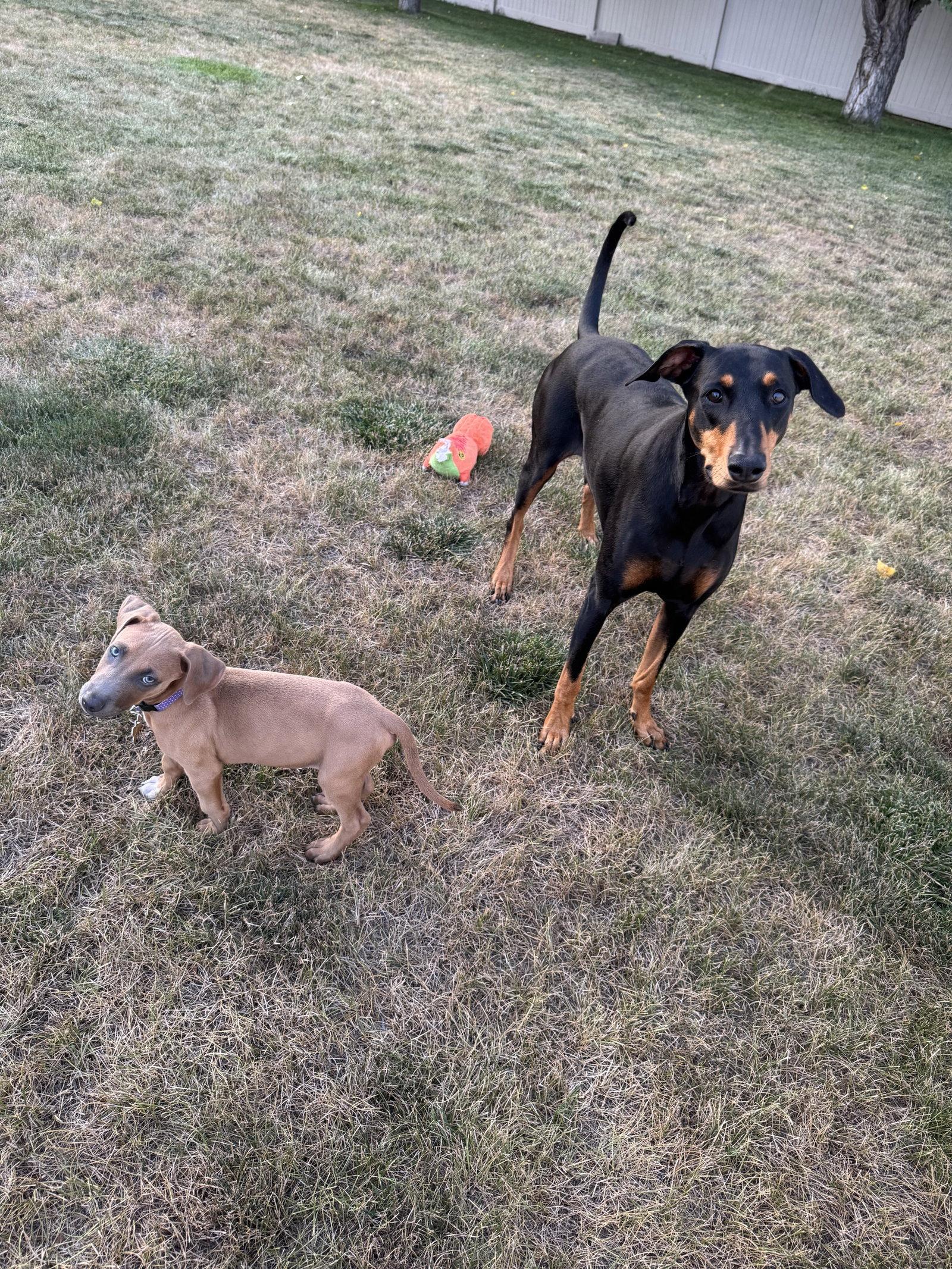 Enlarge Drekker, a Adoptable Doberman Pinscher in Minneapolis, MN image 2/3