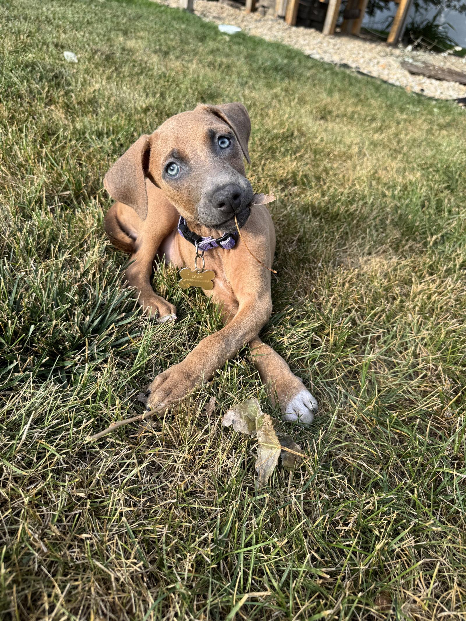 Enlarge Drekker, a Adoptable Doberman Pinscher in Minneapolis, MN image 3/3