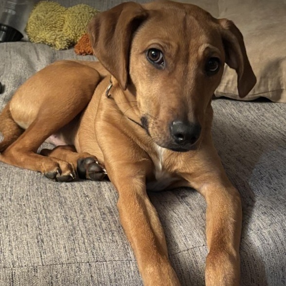 Dog for adoption Chico, a Mixed Breed in Ferrisburgh, VT Petfinder