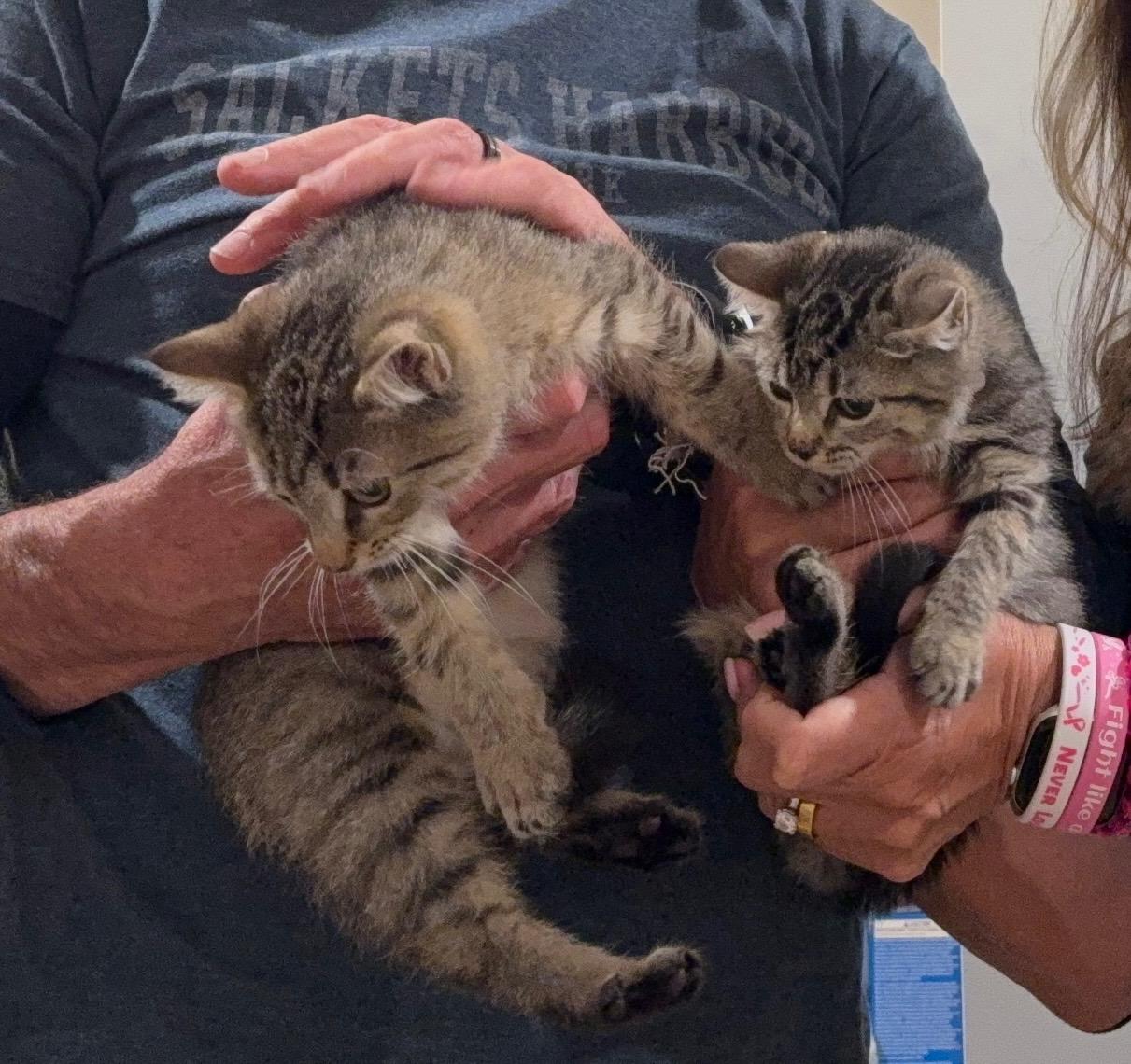Pistachio & Hazel, an adopted Domestic Short Hair in LAKE HOPATCONG, NJ image 4/5