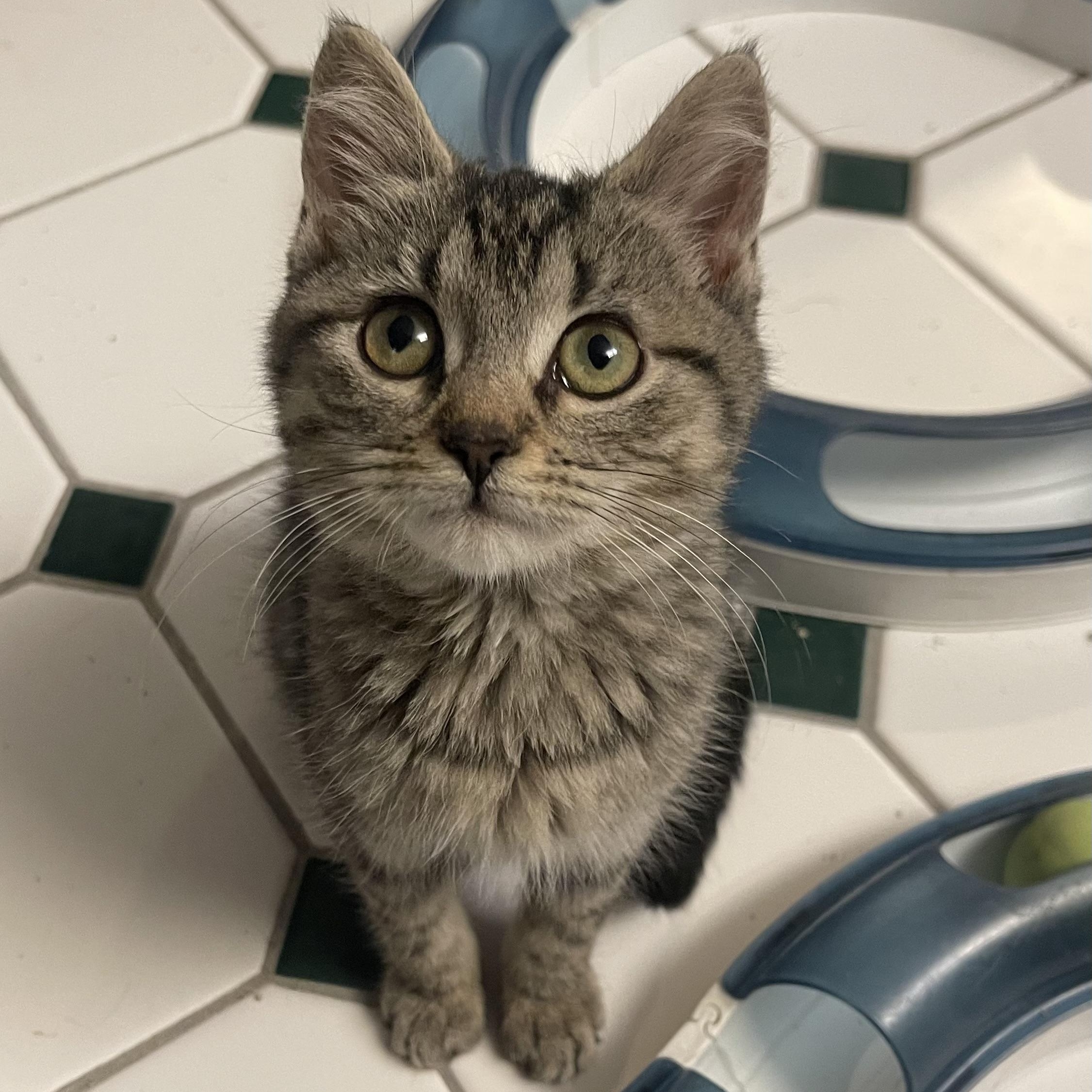 Pistachio & Hazel, an adopted Domestic Short Hair in LAKE HOPATCONG, NJ image 1/5