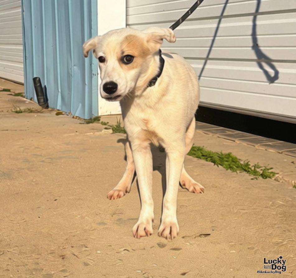 Maisie, Adoptable, Young Female Great Pyrenees & Collie.