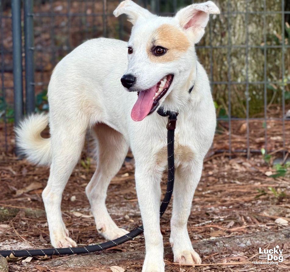 Enlarge Maisie, a Adoptable mixed breed in Washington, DC image 2/3