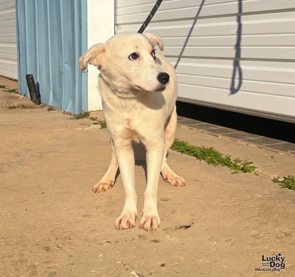 Enlarge Maisie, a Adoptable mixed breed in Washington, DC image 3/3