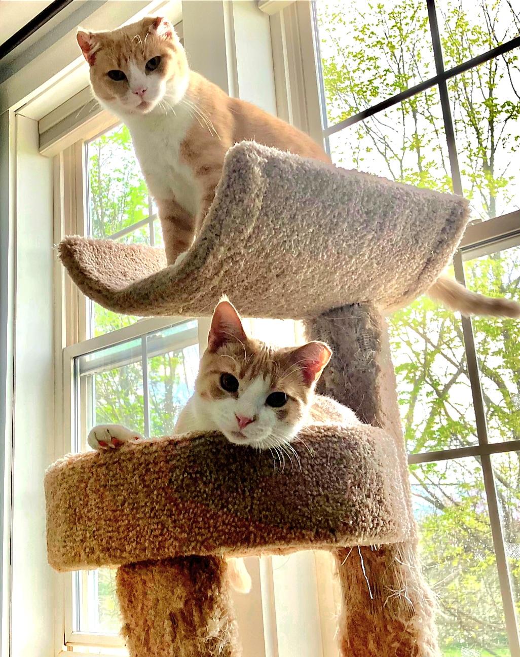 Roscoe, Adoptable, Adult Male American Shorthair & Domestic Short Hair.