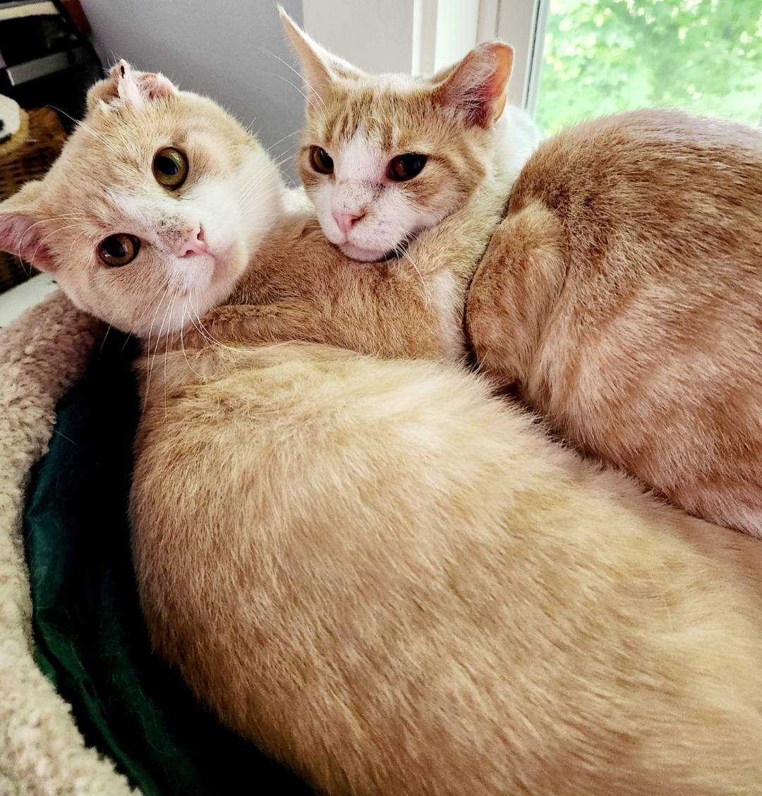 Roscoe, a Adoptable mixed breed in Huntsburg, OH image 2/5