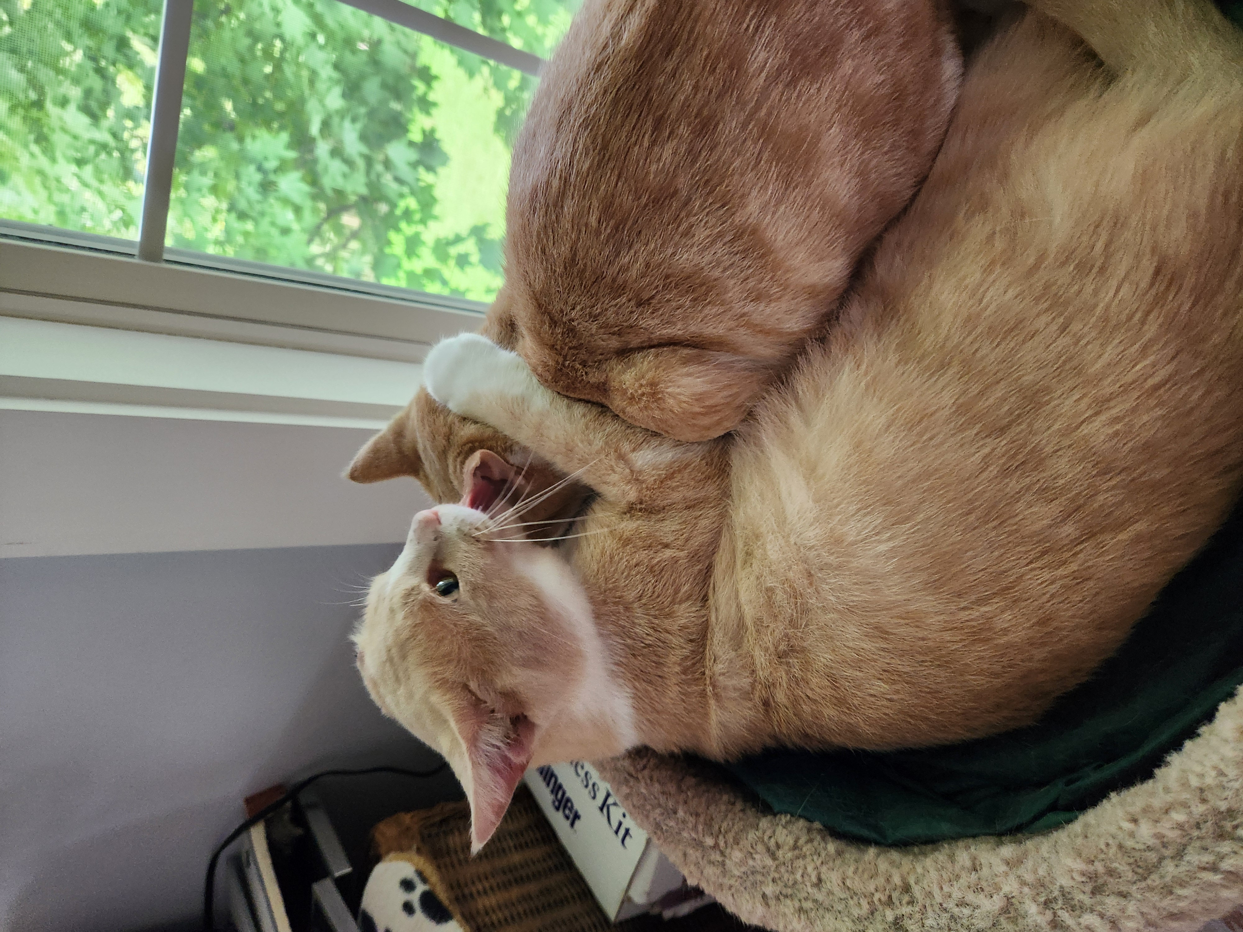 Roscoe, a Adoptable mixed breed in Huntsburg, OH image 4/5