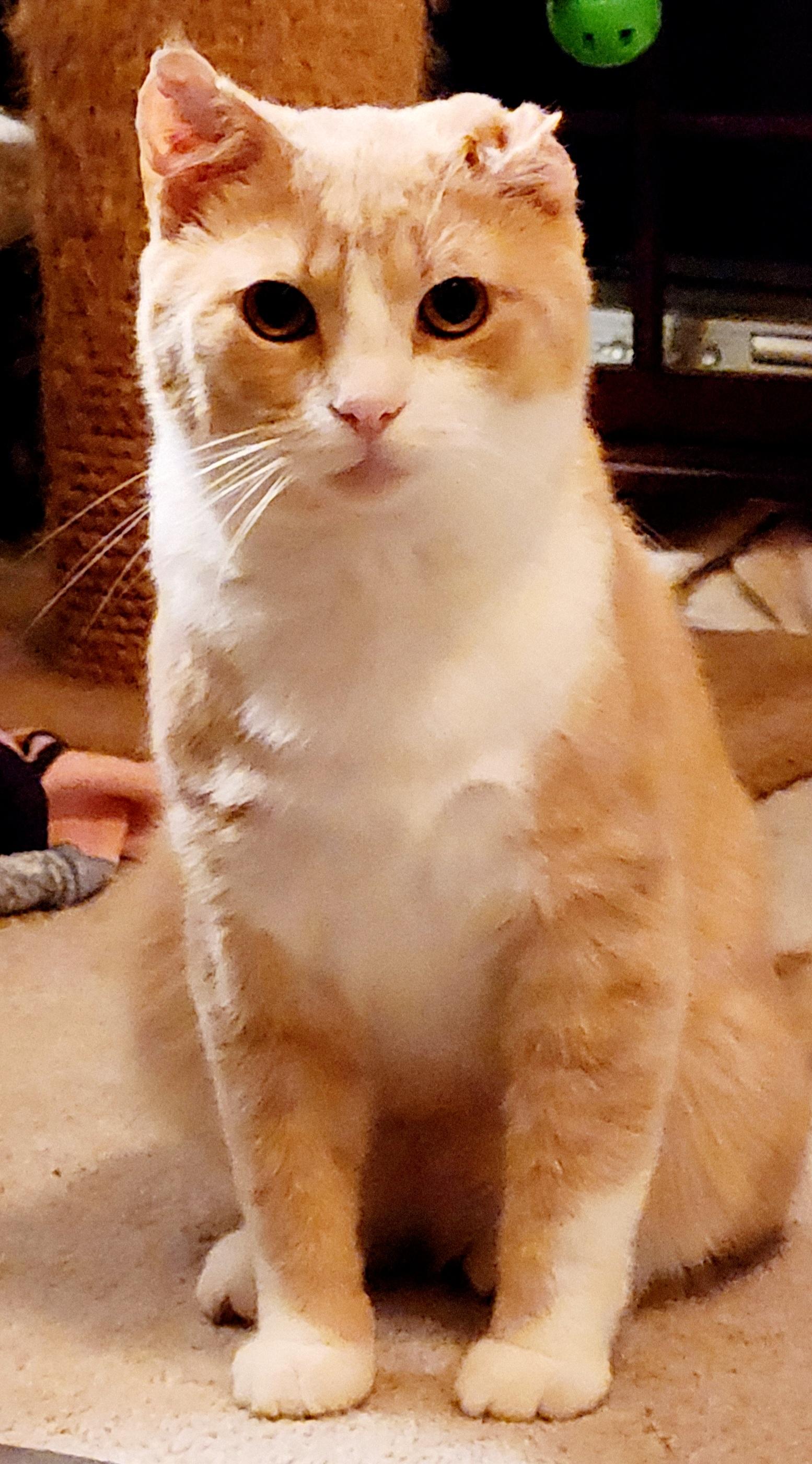 Roscoe, a Adoptable mixed breed in Huntsburg, OH image 5/5