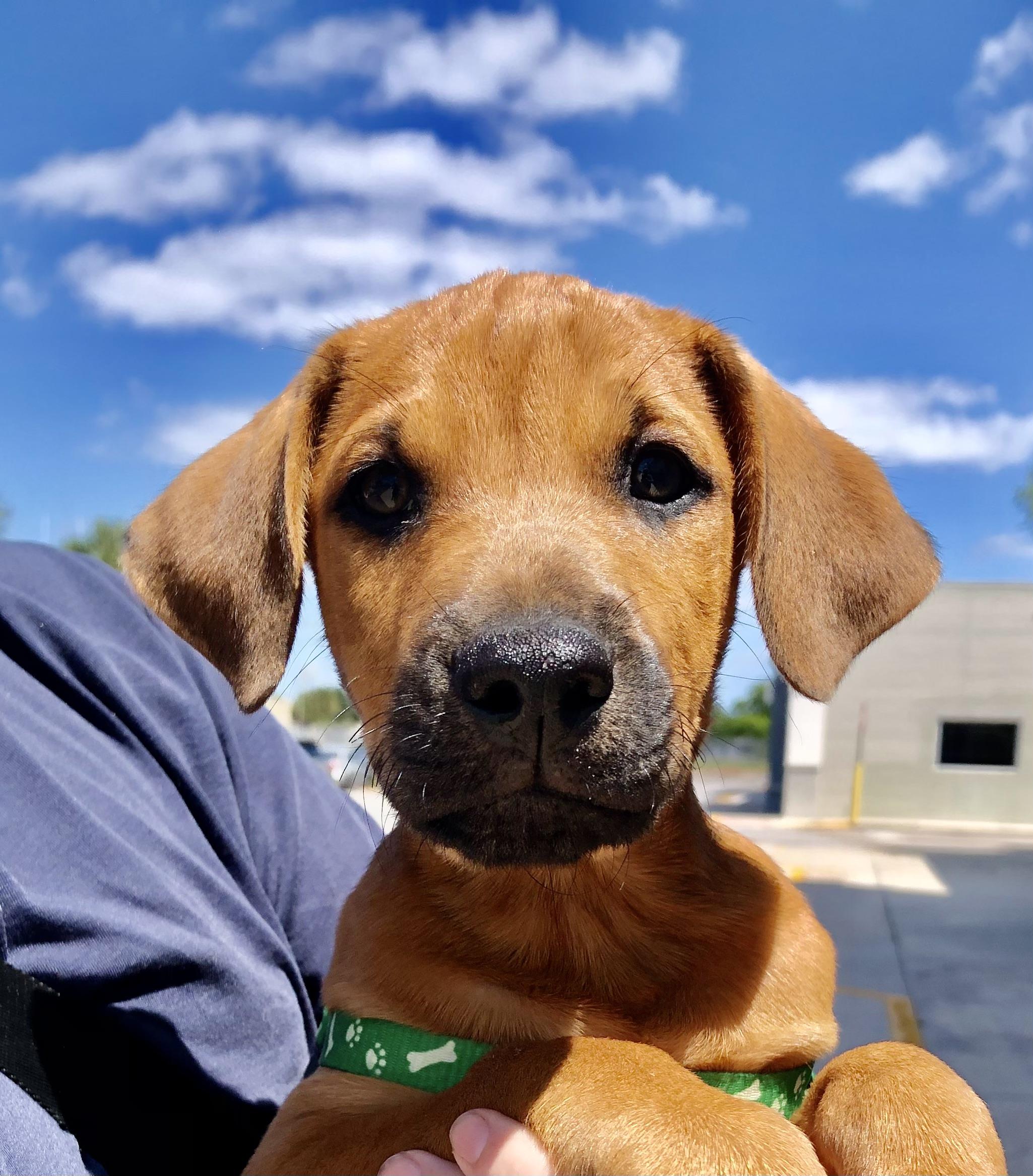 Ian, adopted, Puppy Male German Shepherd Dog & Irish Terrier.