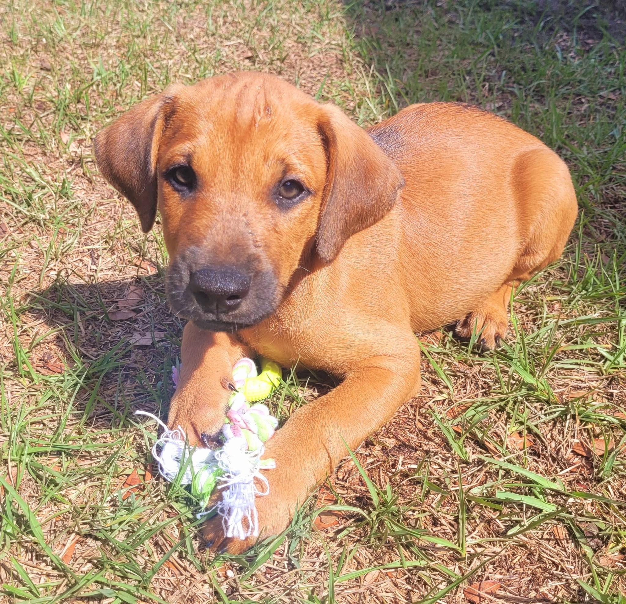 Enlarge Ian, an adoptable mixed breed in Orlando, FL image 2/3