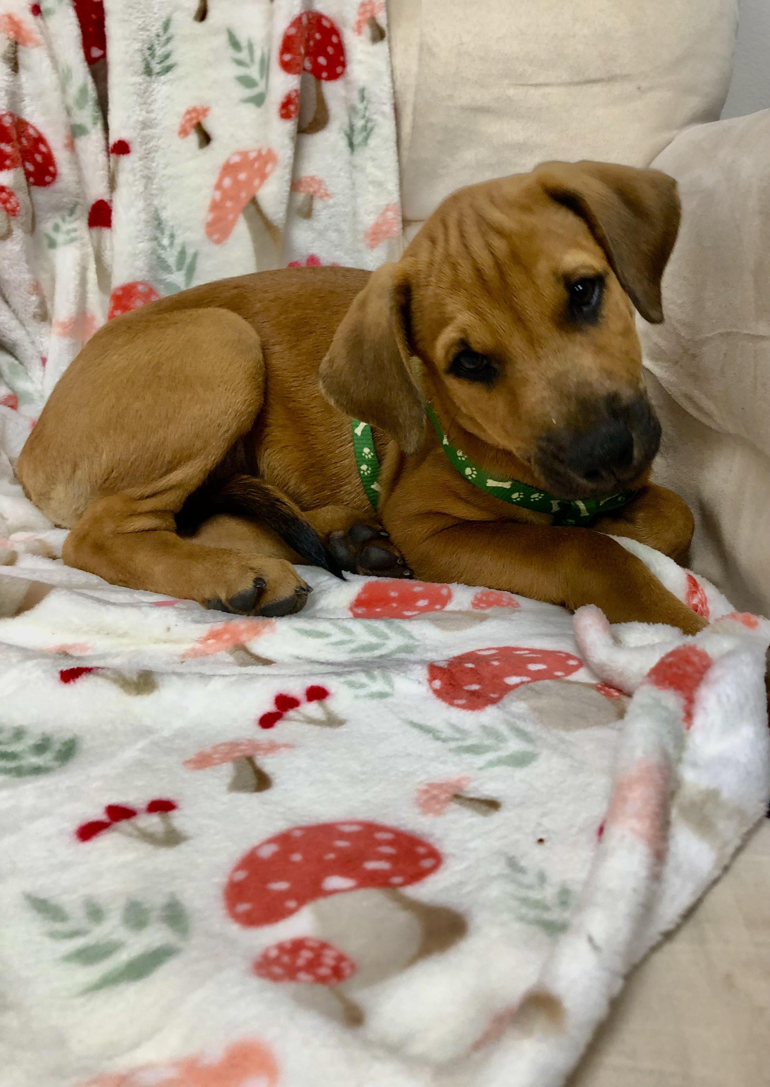 Enlarge Ian, an adopted mixed breed in Orlando, FL image 4/6