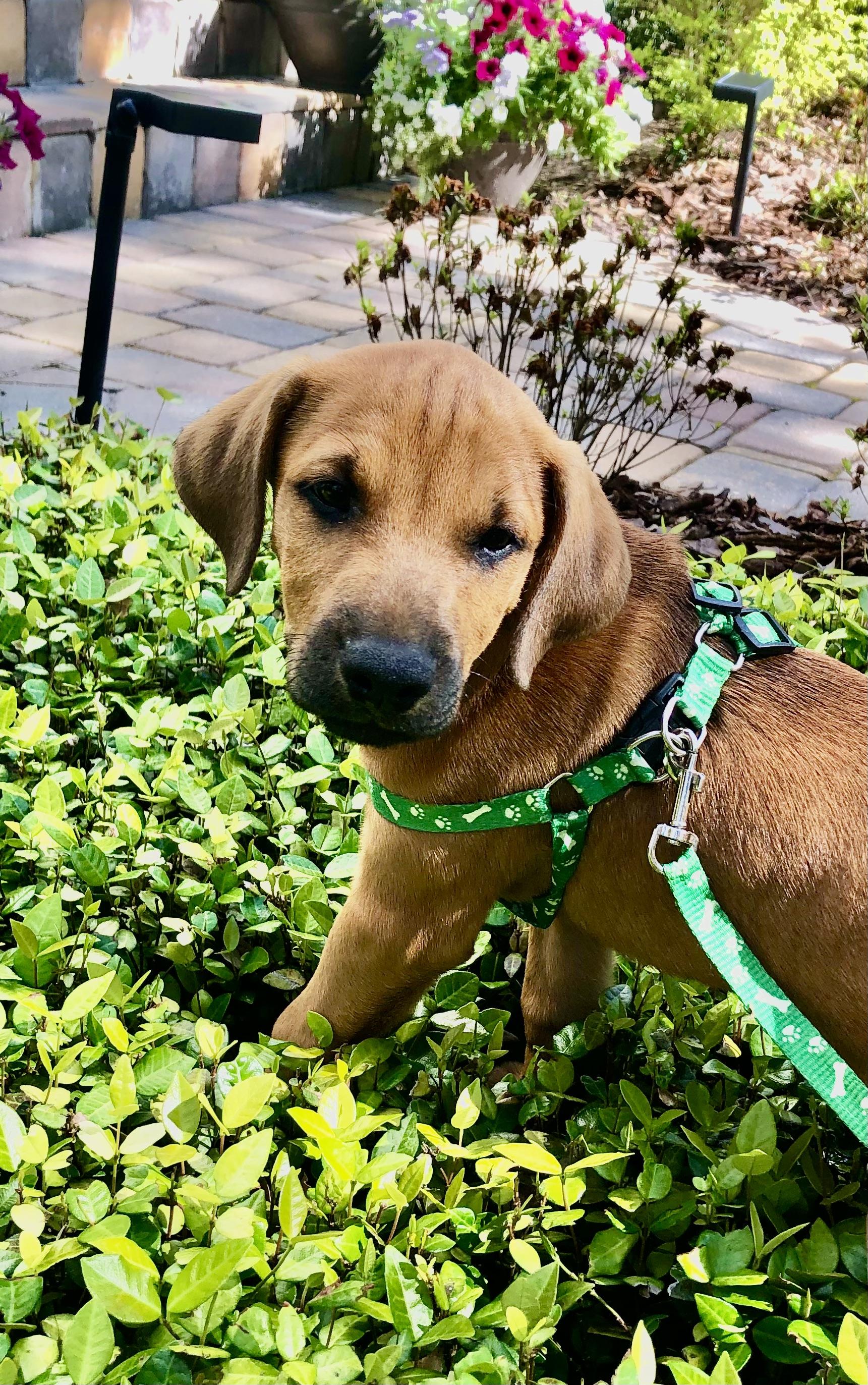 Enlarge Ian, an adopted mixed breed in Orlando, FL image 5/6