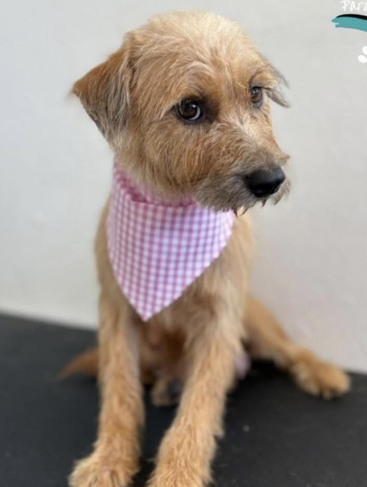 Enlarge Ian, an adoptable mixed breed in Orlando, FL image 3/3