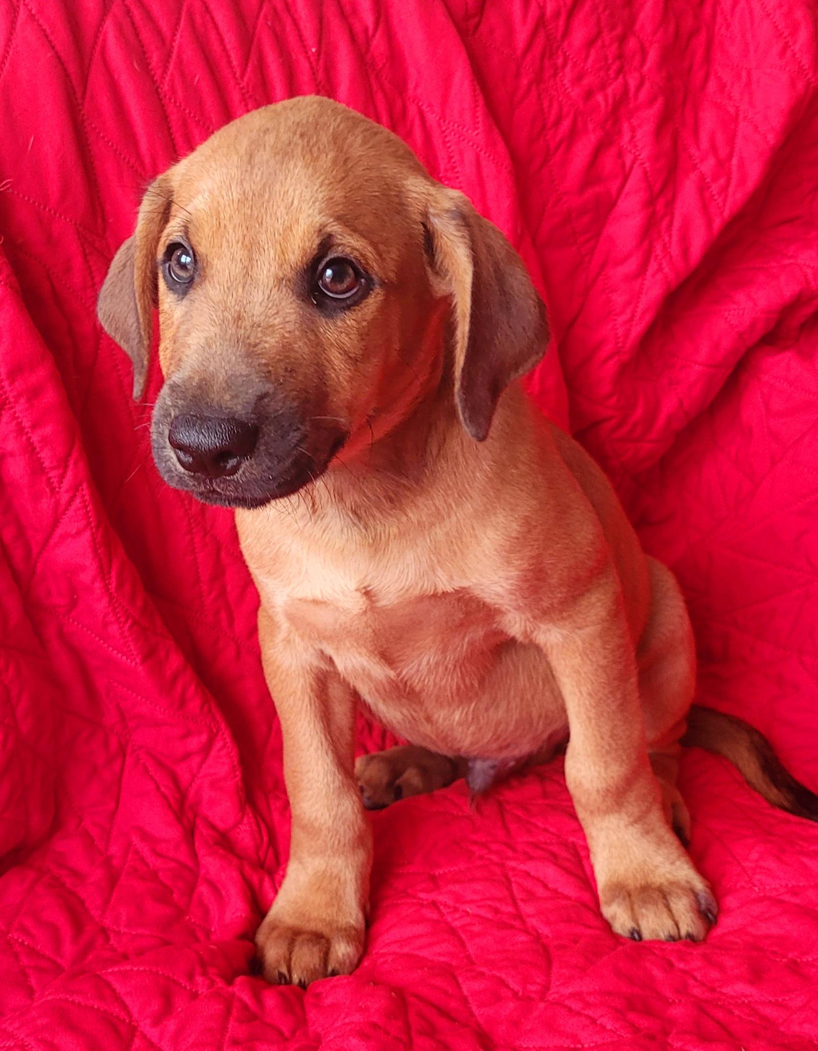 Ian, adoptable, Puppy Male Terrier & Dachshund.