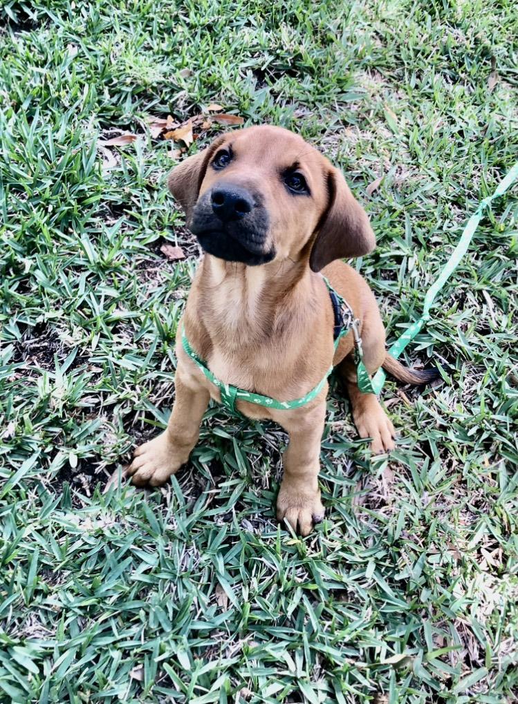 Enlarge Ian, an adopted mixed breed in Orlando, FL image 3/6