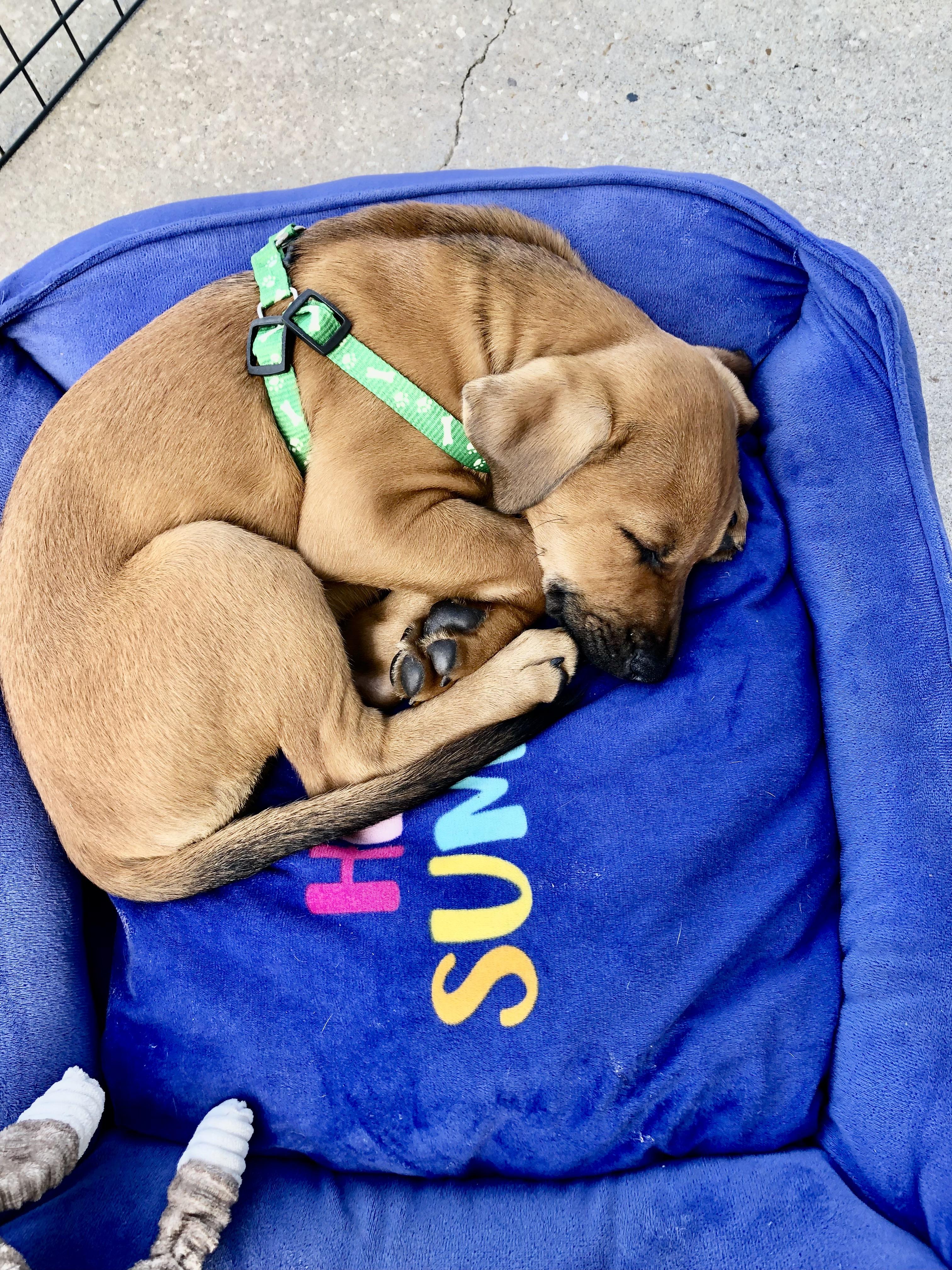 Enlarge Ian, an adopted mixed breed in Orlando, FL image 2/6