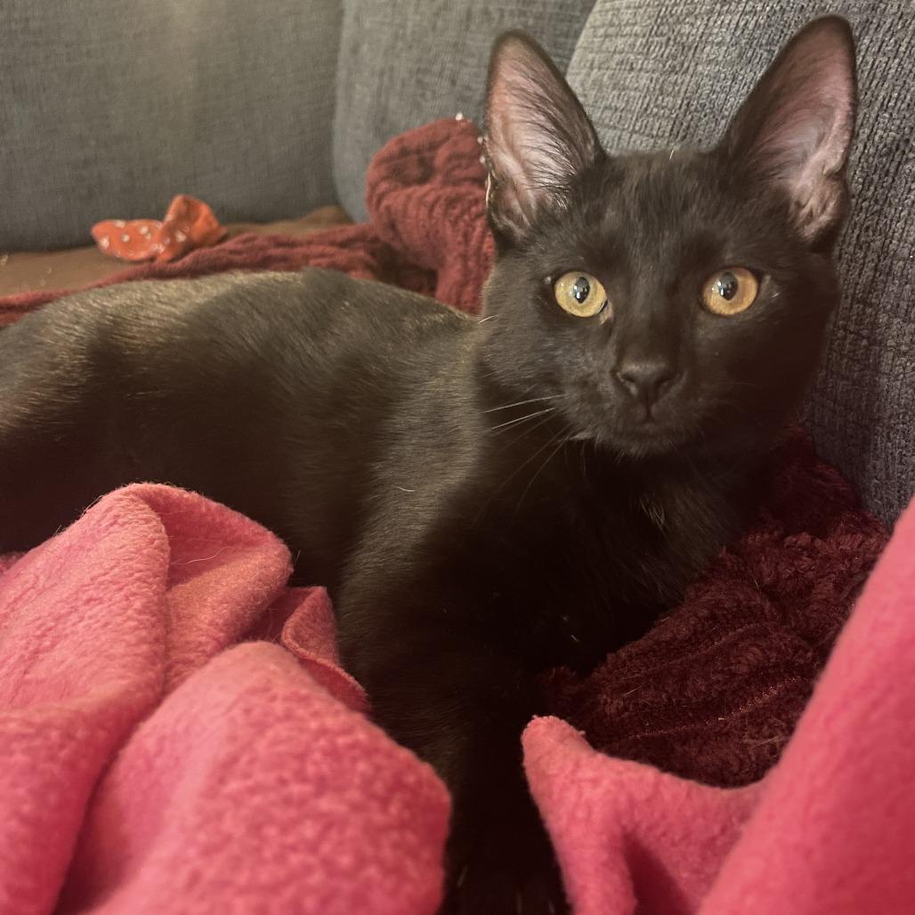 Strawberry Fields, Adoptable, Young Female Domestic Short Hair.