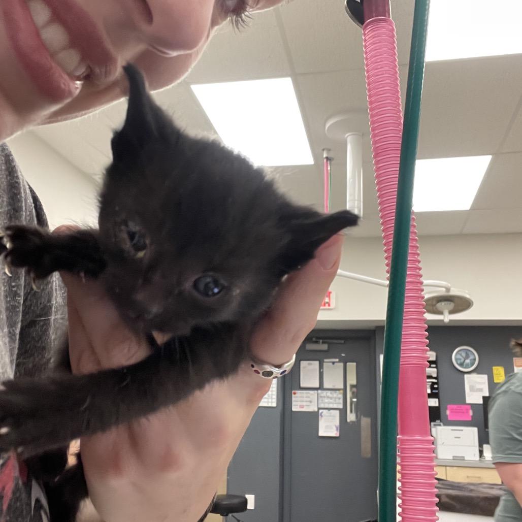 Strawberry Fields, a Adoptable Domestic Short Hair in Bloomington, IL image 2/4