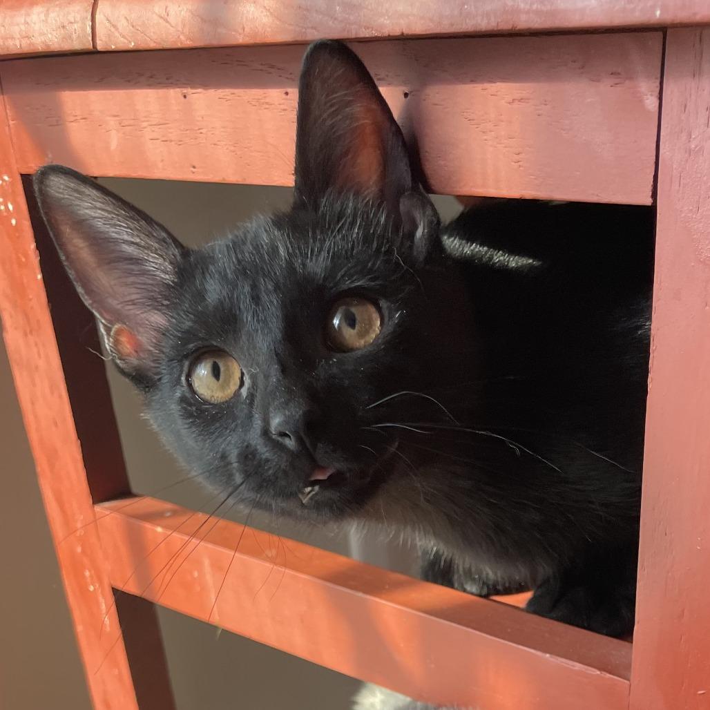 Strawberry Fields, a Adoptable Domestic Short Hair in Bloomington, IL image 3/4