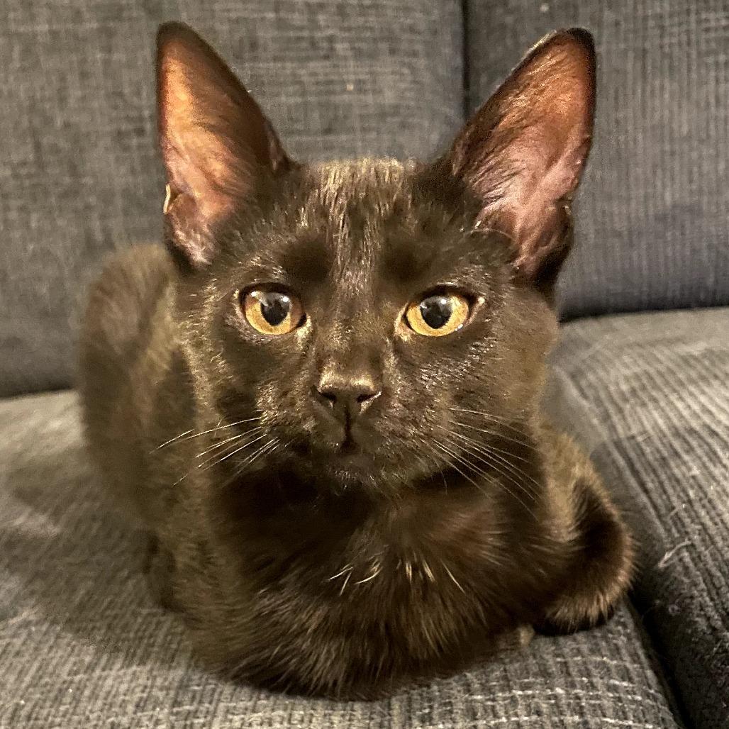 Strawberry Fields, a Adoptable Domestic Short Hair in Bloomington, IL image 4/4