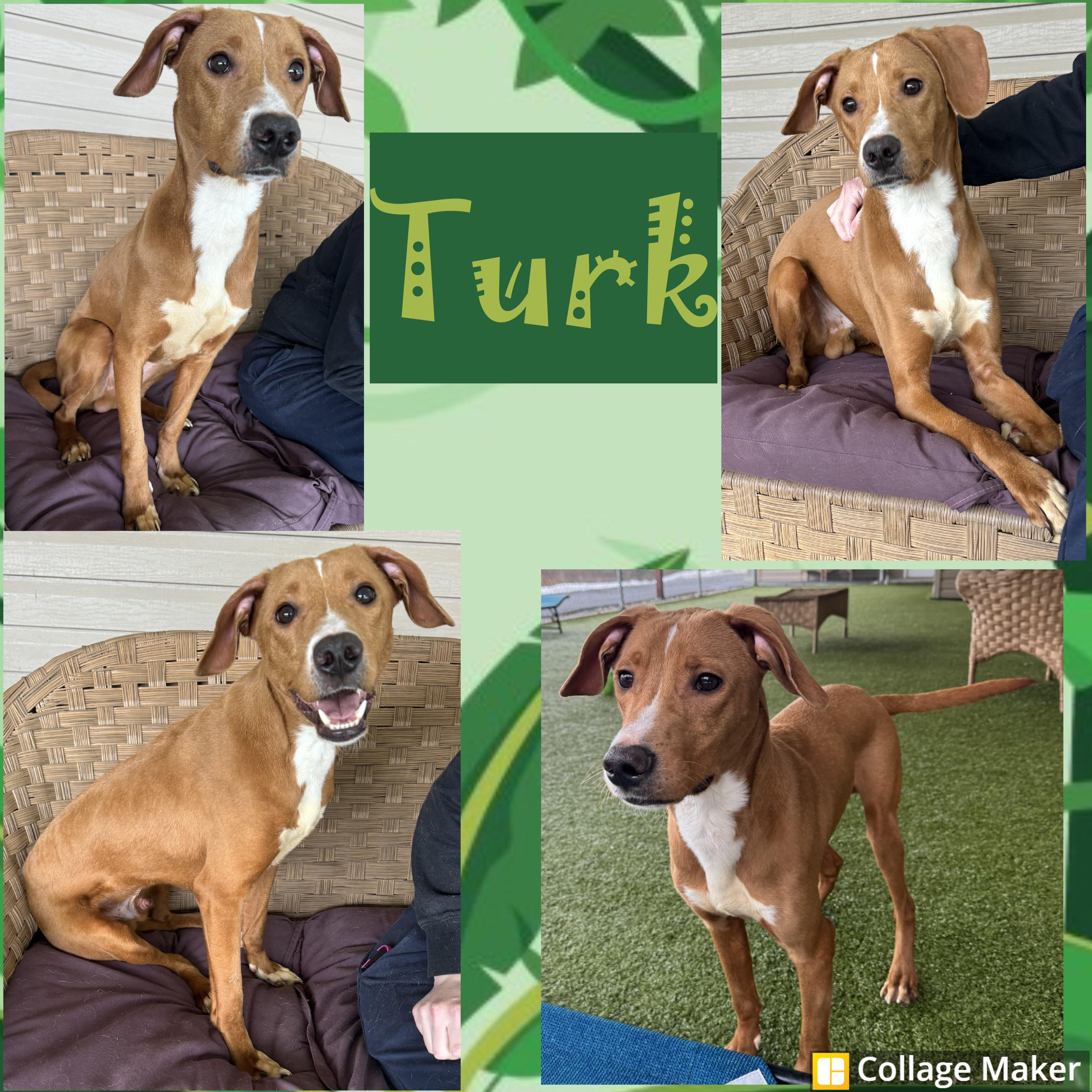 Turk, ADOPTABLE, Adult Male Hound.