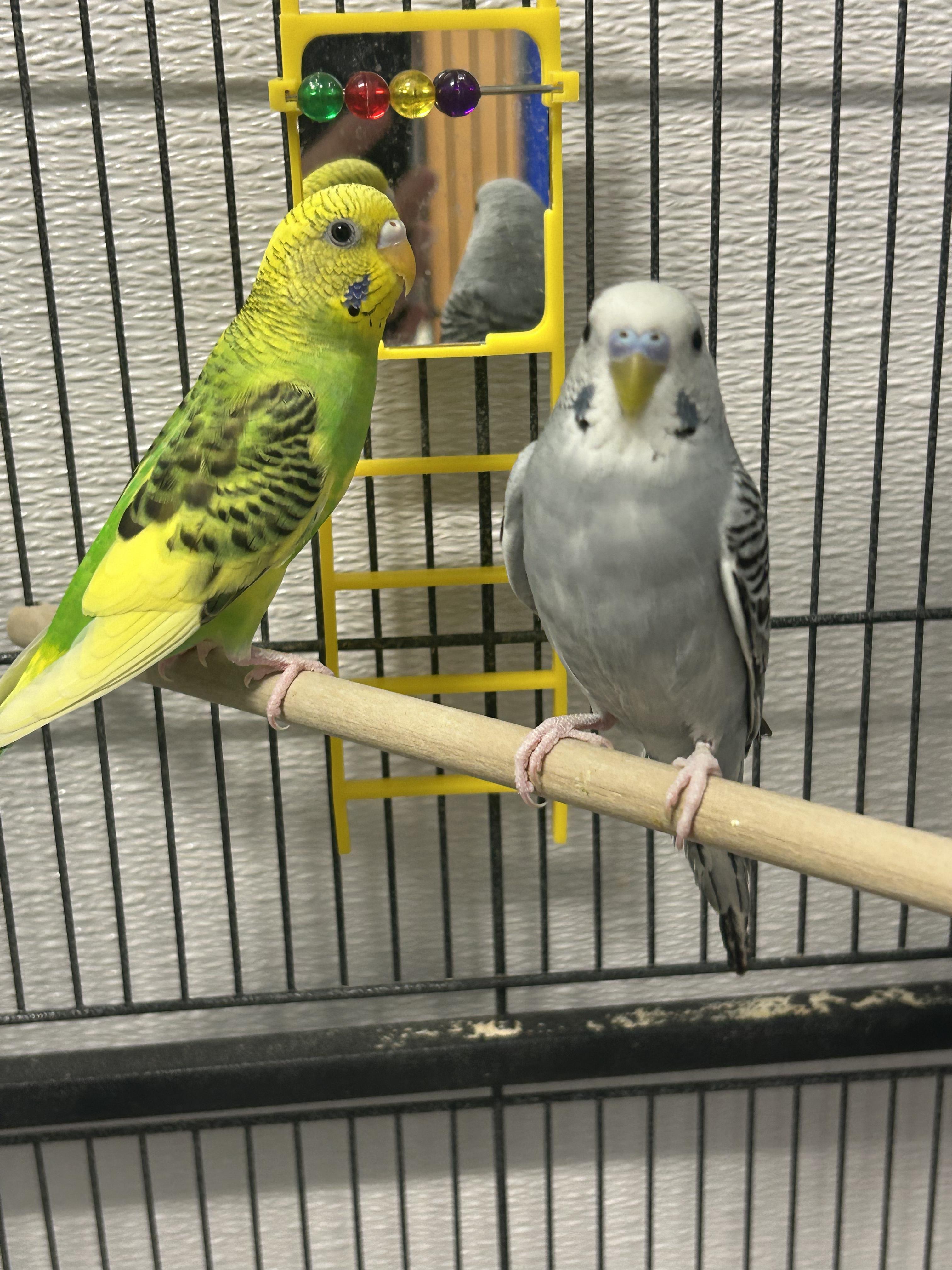 Emil and Andre, adopted, Young Male Parakeet (Other).