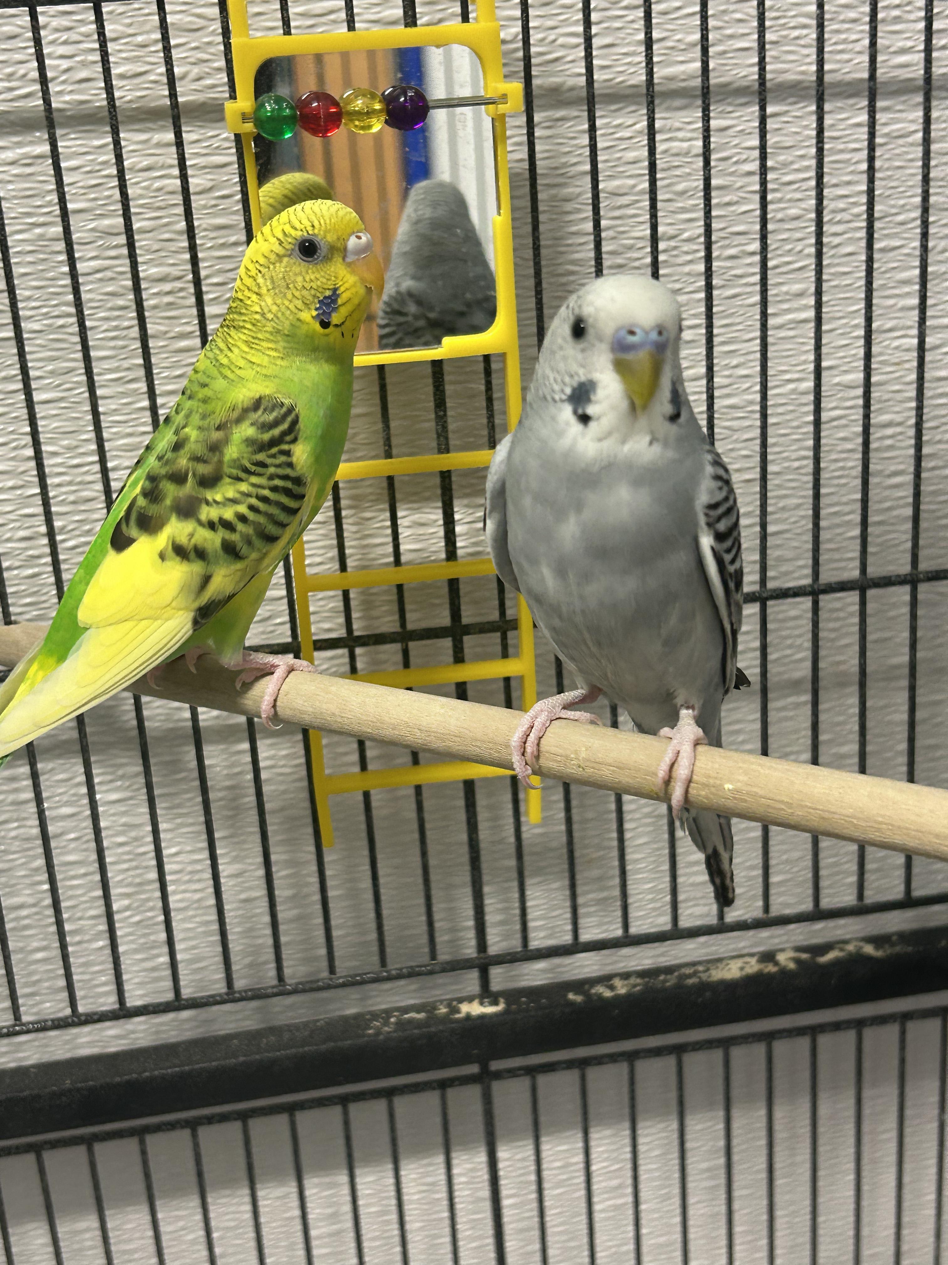 Emil and Andre, an adopted Parakeet (Other) in Edgewood, MD image 5/6