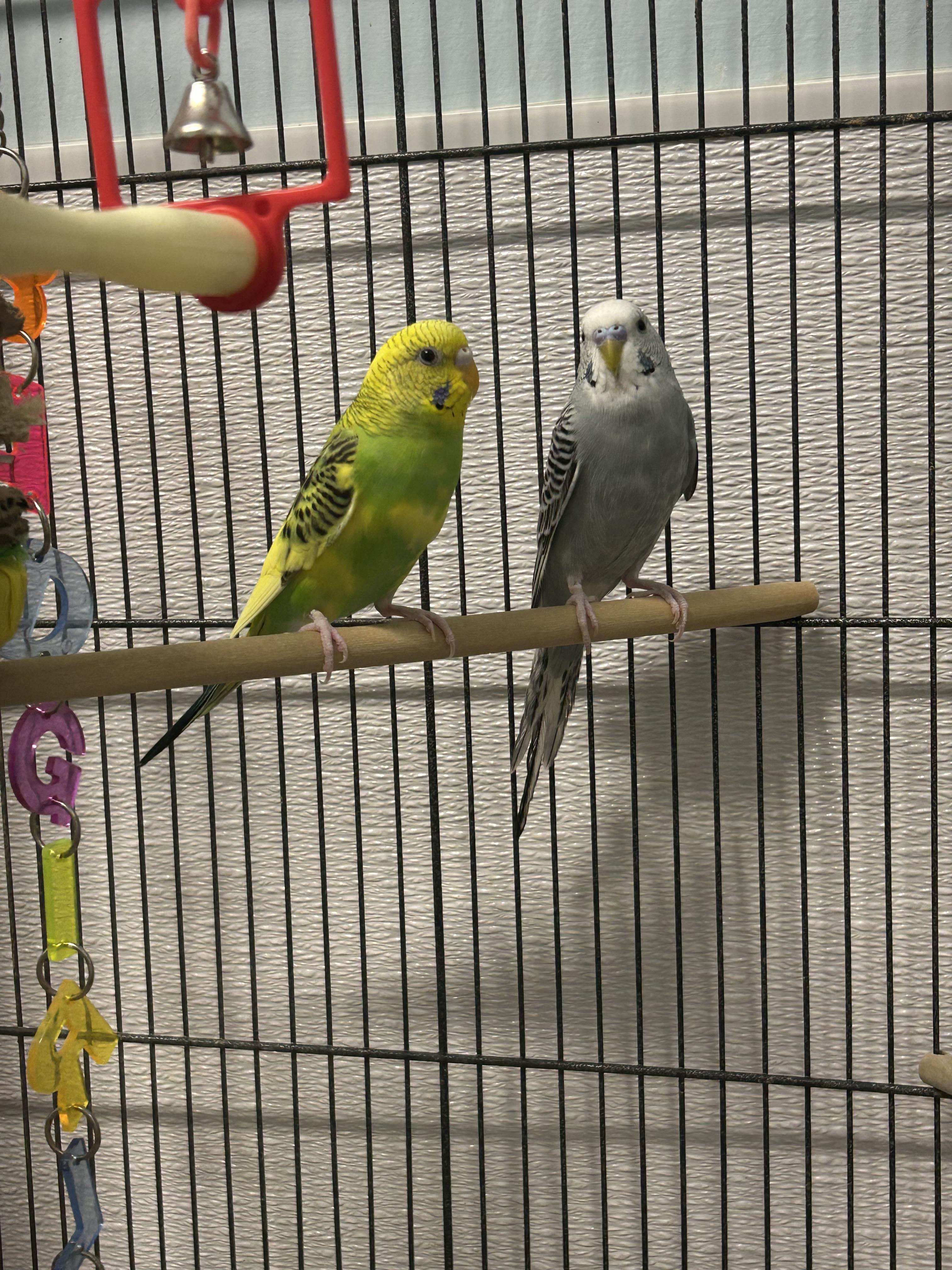 Emil and Andre, an adopted Parakeet (Other) in Edgewood, MD image 4/6