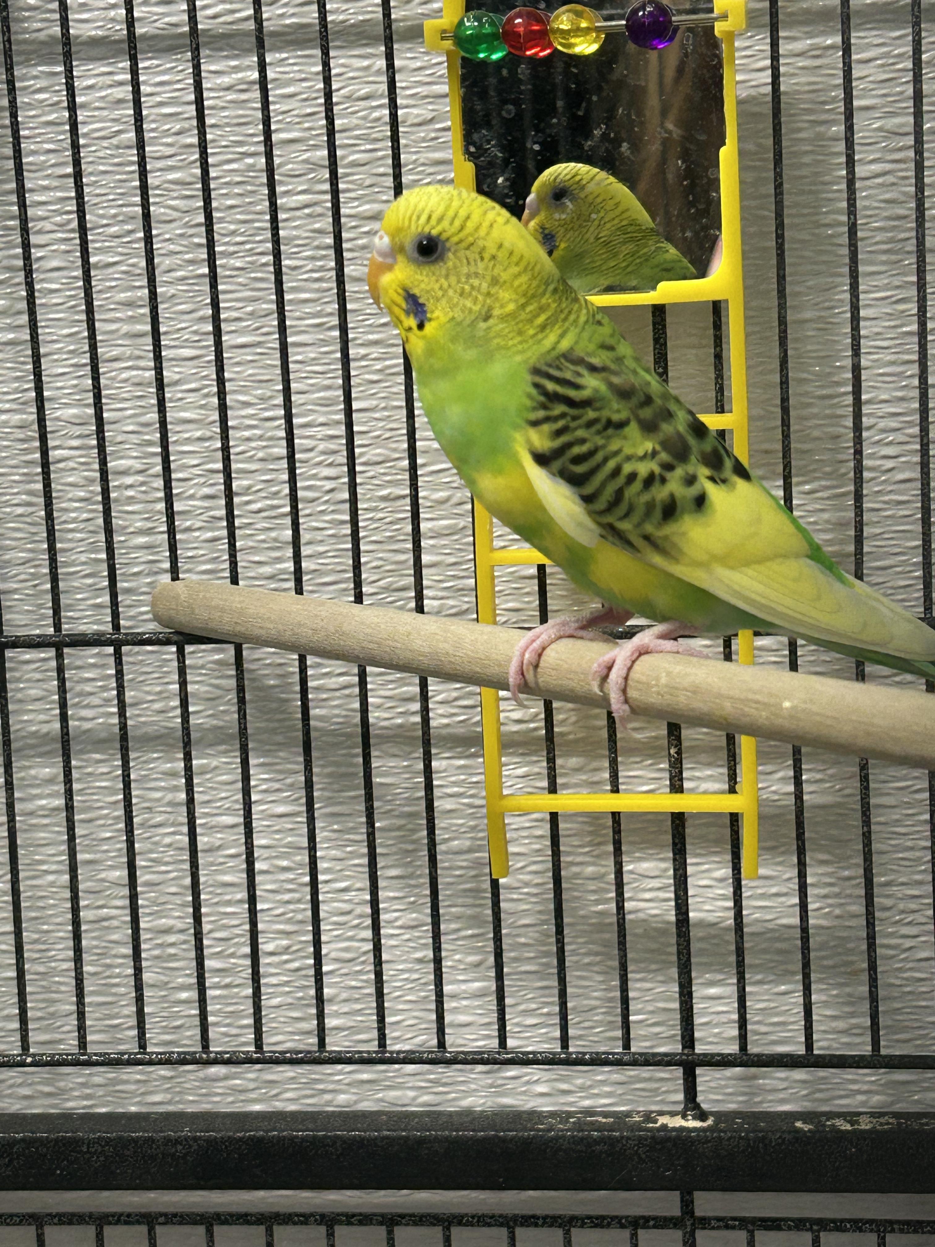 Emil and Andre, an adopted Parakeet (Other) in Edgewood, MD image 6/6