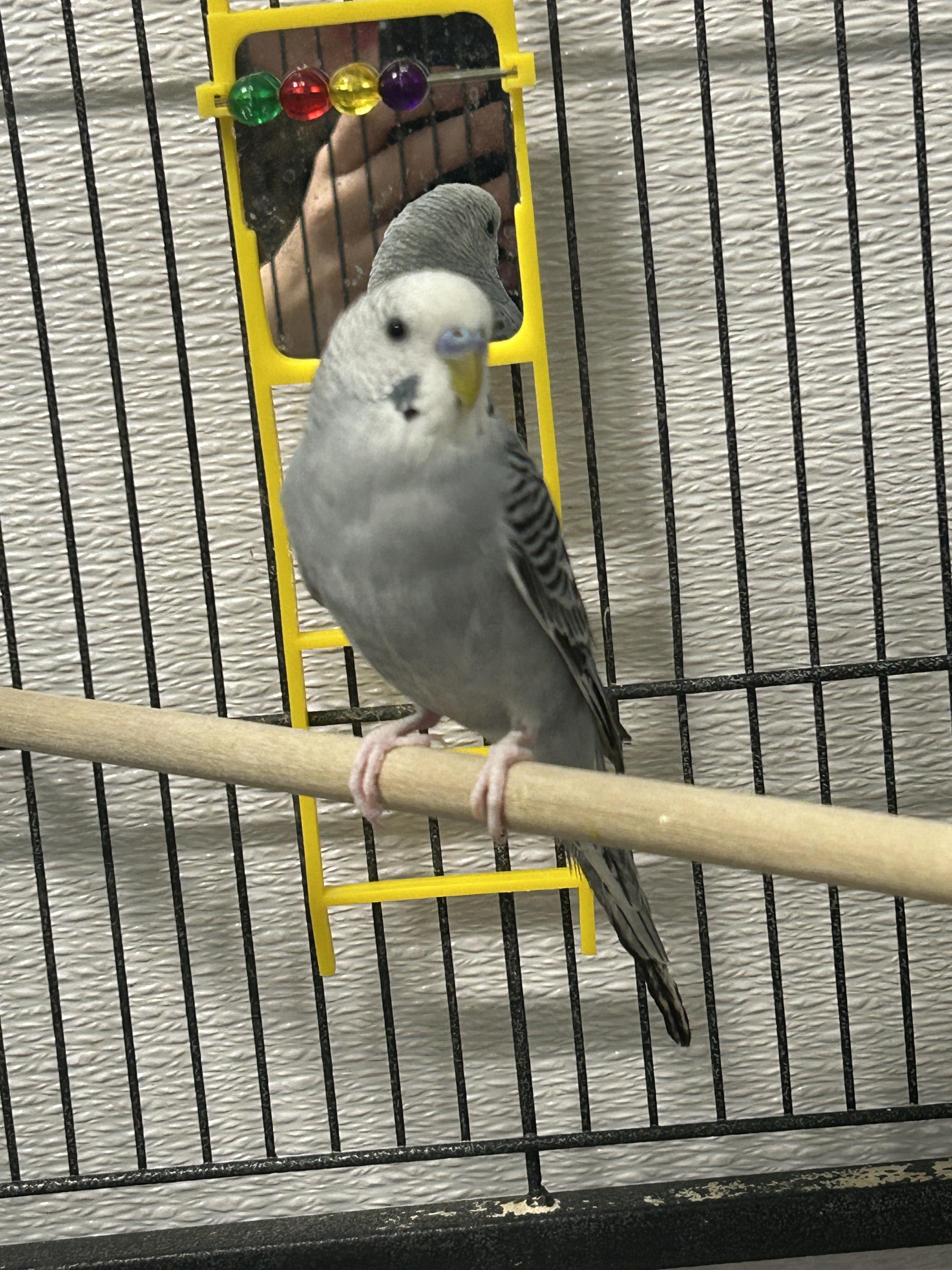 Emil and Andre, an adopted Parakeet (Other) in Edgewood, MD image 2/6