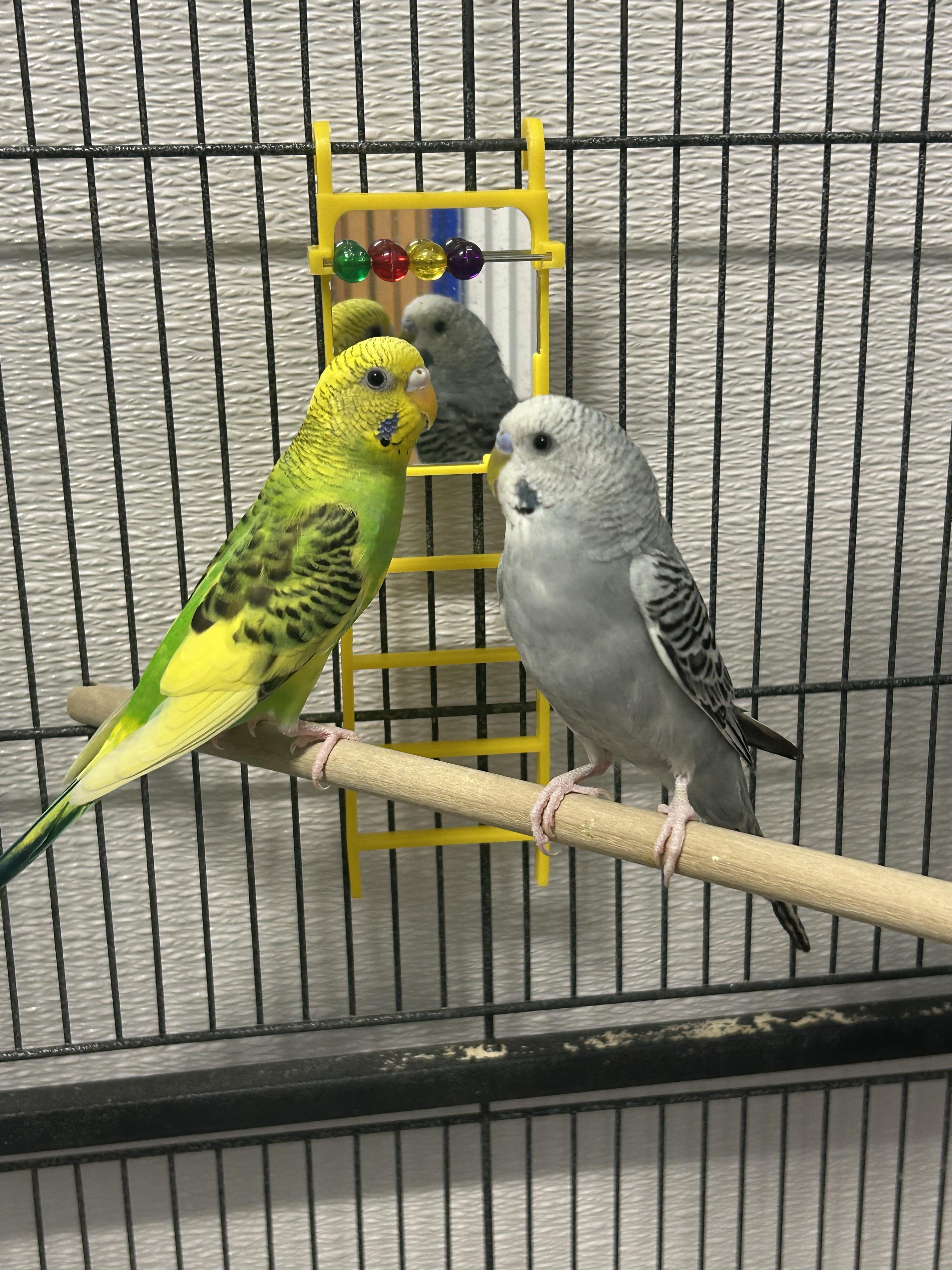 Emil and Andre, an adopted Parakeet (Other) in Edgewood, MD image 3/6