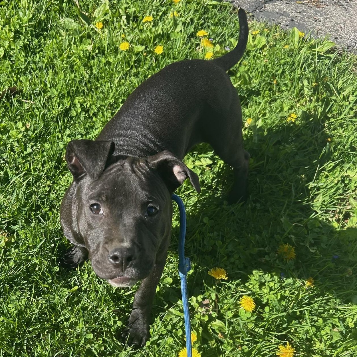 Enlarge Molly, a Adoptable mixed breed in Lake Orion, MI image 1/4