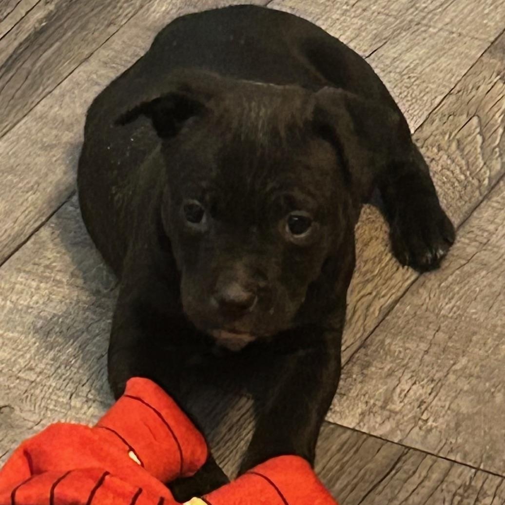 Enlarge Molly, a Adoptable mixed breed in Lake Orion, MI image 4/4