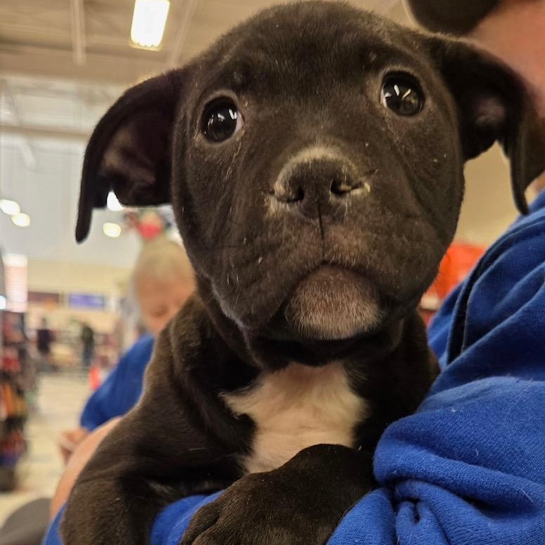 Enlarge Molly, a Adoptable mixed breed in Lake Orion, MI image 3/4