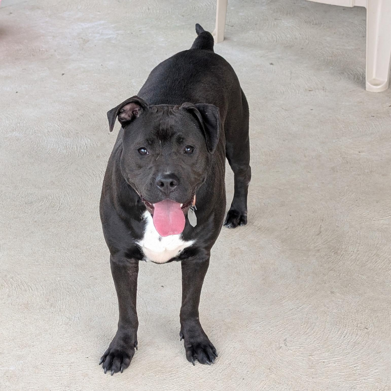 Enlarge Molly, a Adoptable mixed breed in Lake Orion, MI image 2/3