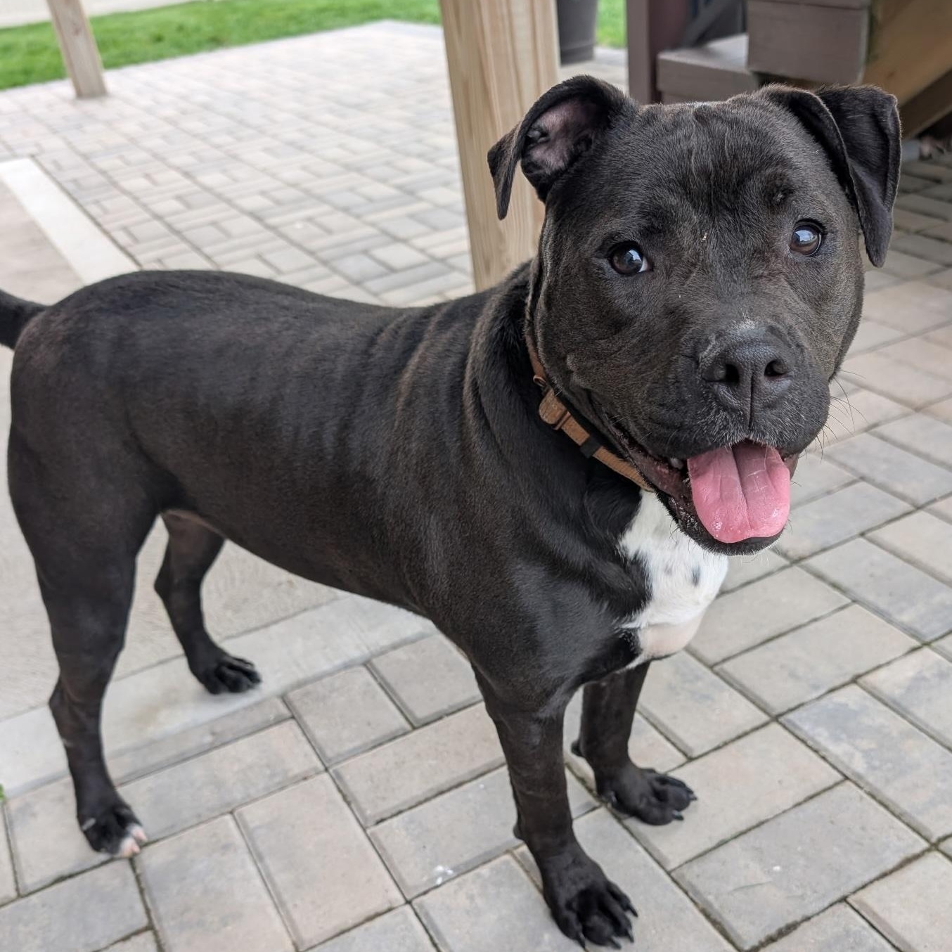Enlarge Molly, a Adoptable mixed breed in Lake Orion, MI image 1/3