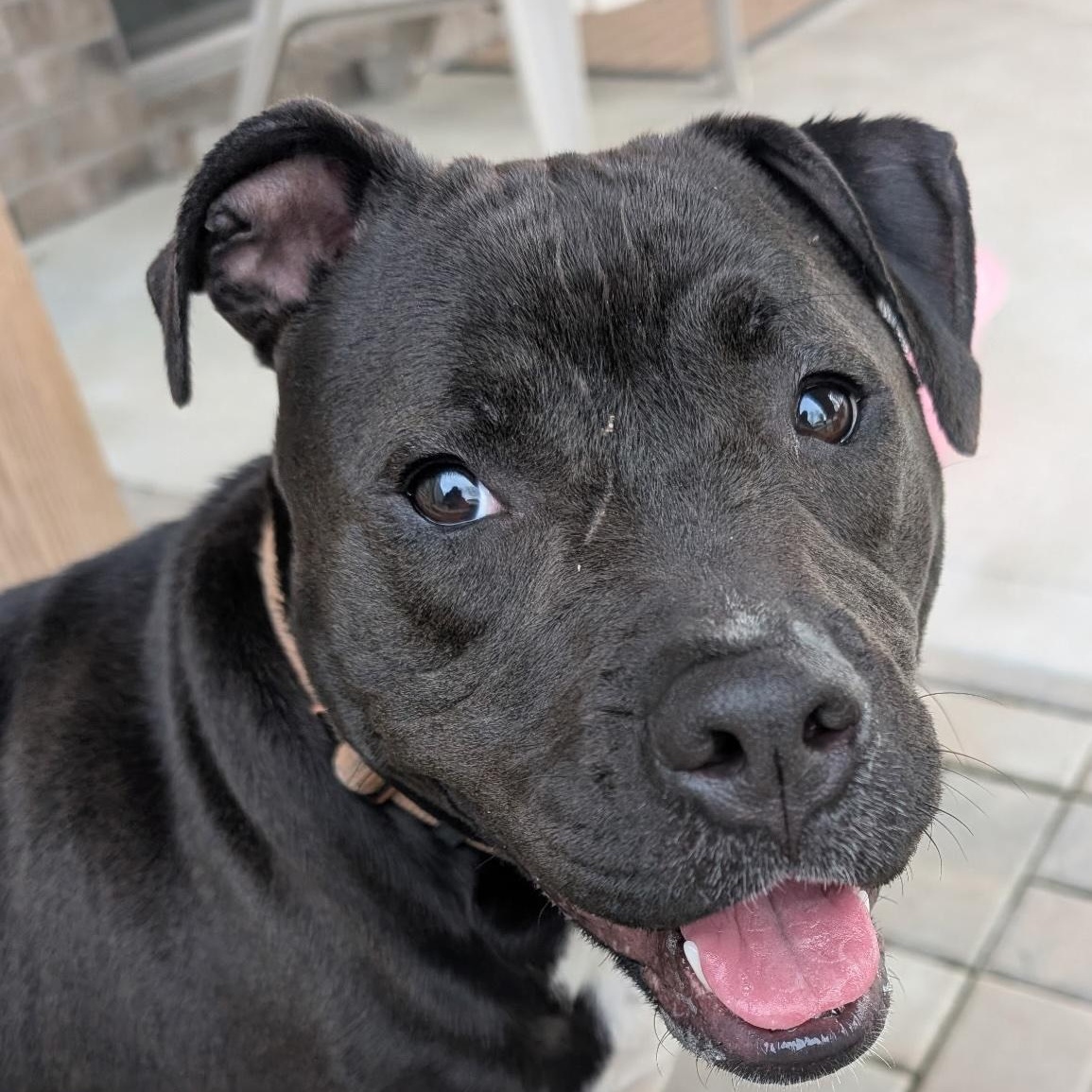 Enlarge Molly, a Adoptable mixed breed in Lake Orion, MI image 3/3
