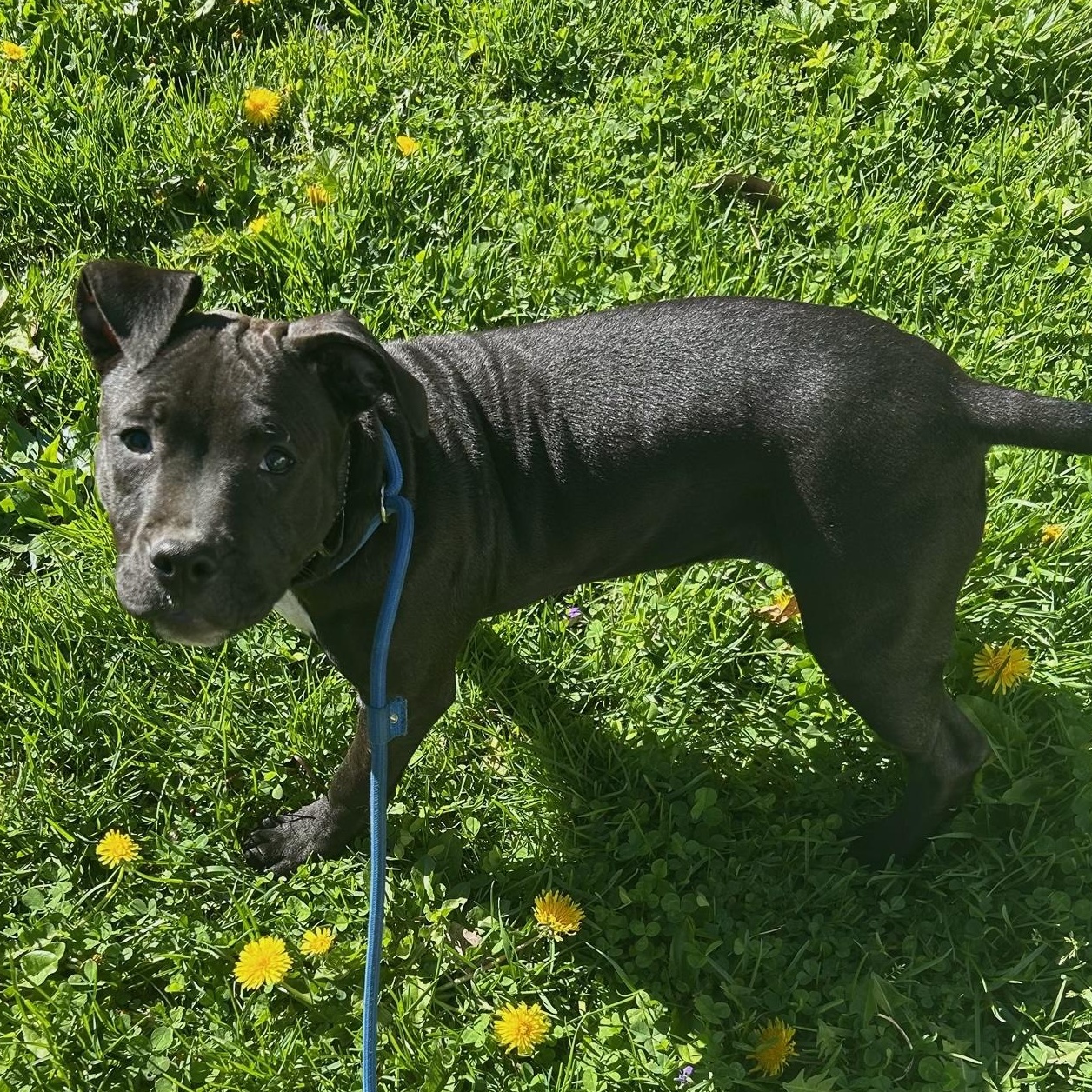 Enlarge Molly, a Adoptable mixed breed in Lake Orion, MI image 2/4