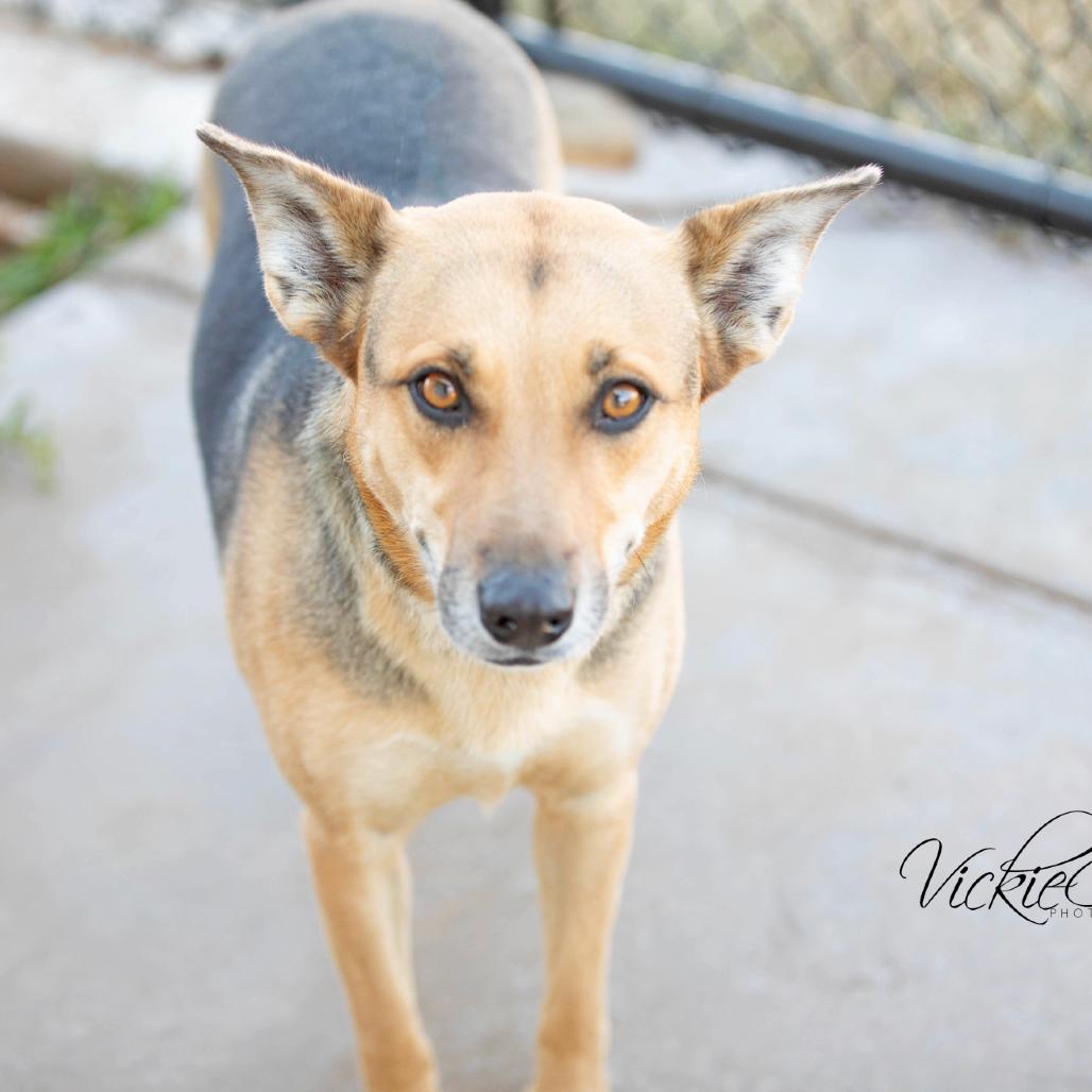 Coco, Adoptable, Adult Female German Shepherd Dog.