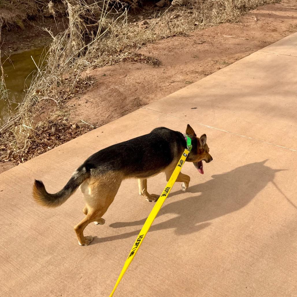 Enlarge Coco, a Adoptable mixed breed in Abilene, TX image 2/6