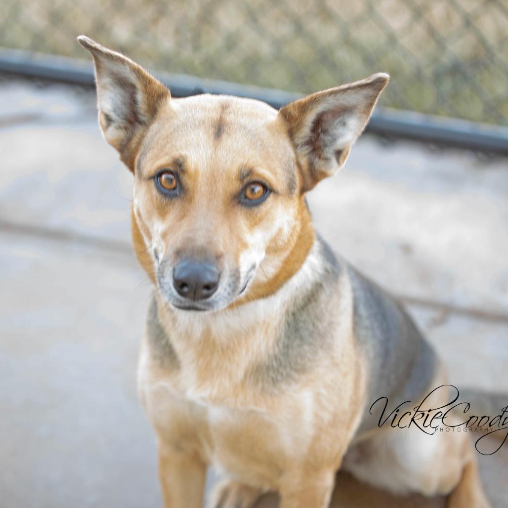 Enlarge Coco, a Adoptable mixed breed in Abilene, TX image 3/6