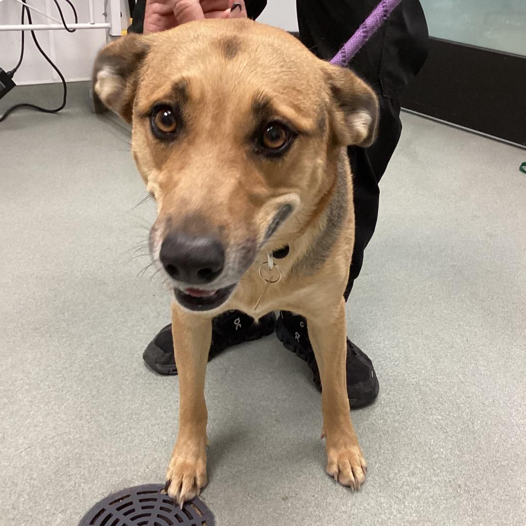 Enlarge Coco, a Adoptable mixed breed in Abilene, TX image 4/6